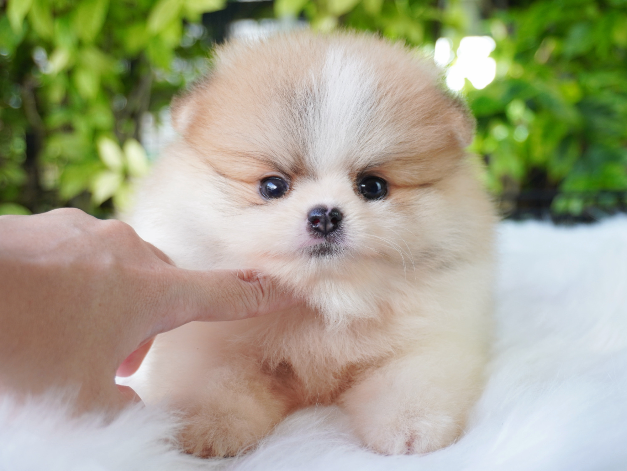 ปอมเมอเรเนียน เพศผู้สีแฟนซี