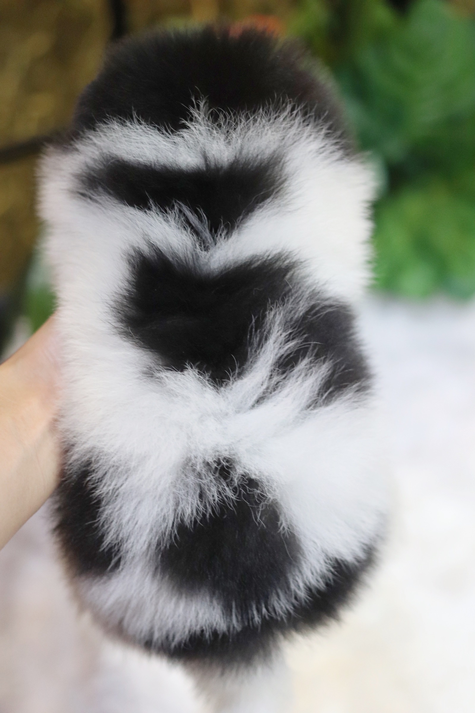 ปอมเมอเรเนียน เพศเมีย ปาร์ตี้ดำขาว