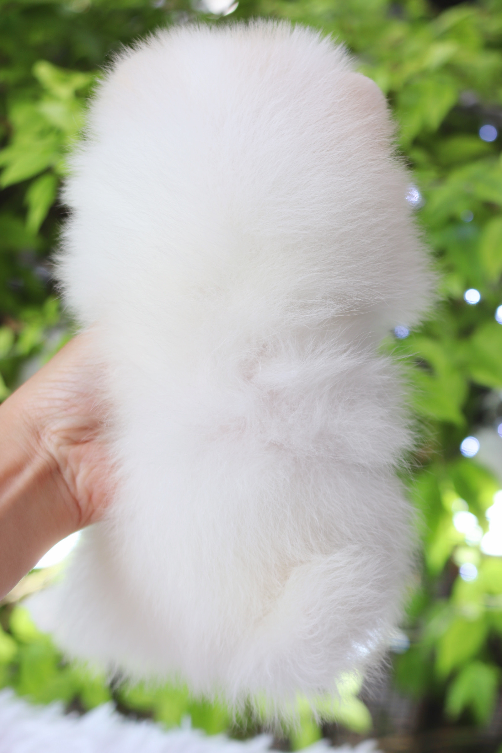 ปอมเมอเรเนียน เพศเมียสีขาวครีม