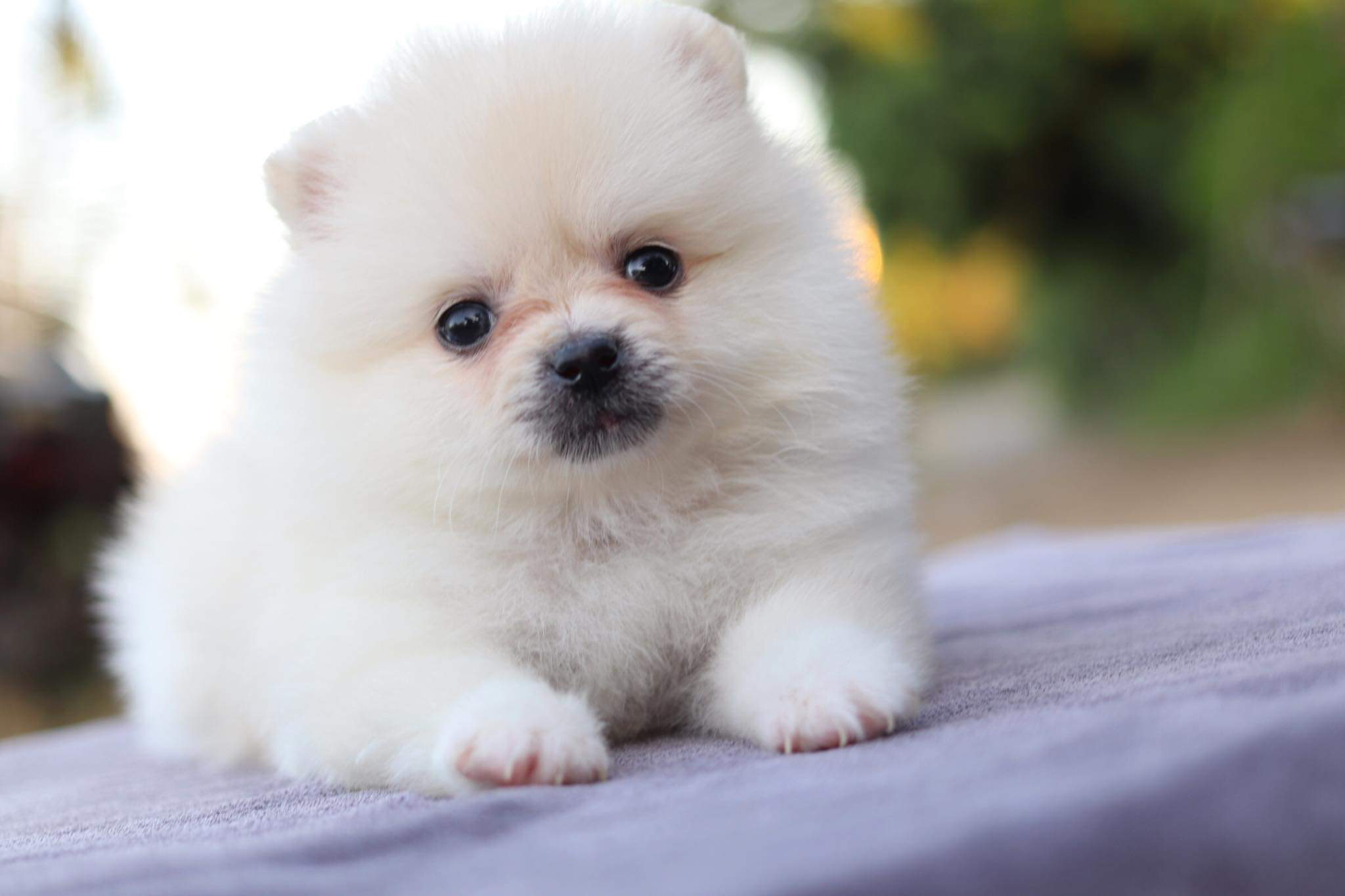 ปอมเมอเรเนียน เพศเมีย