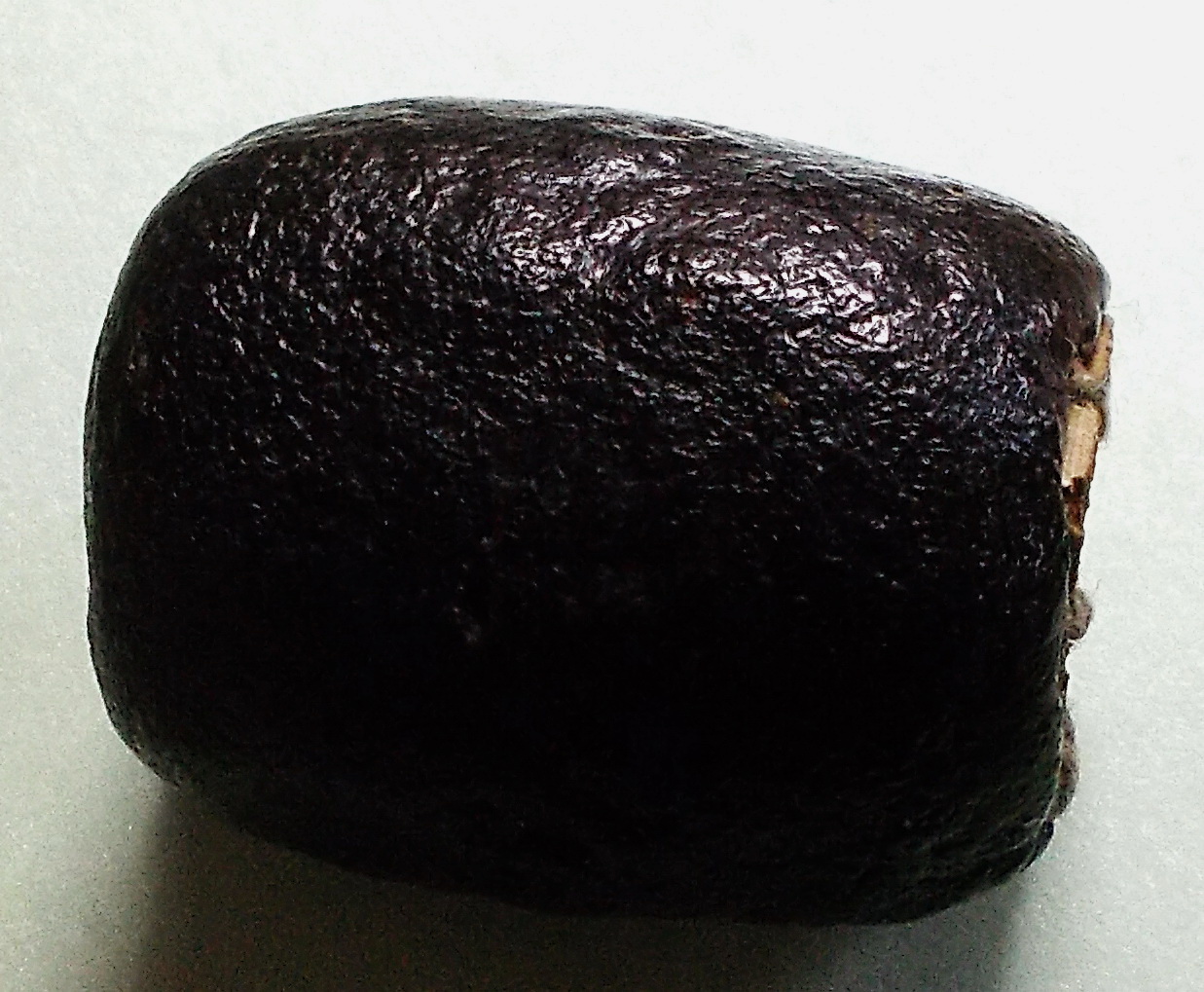 ตะกรุดใบลานพอกครั่ง ลพ.ทองสุข วัดโตนดหลวง #lnw1136