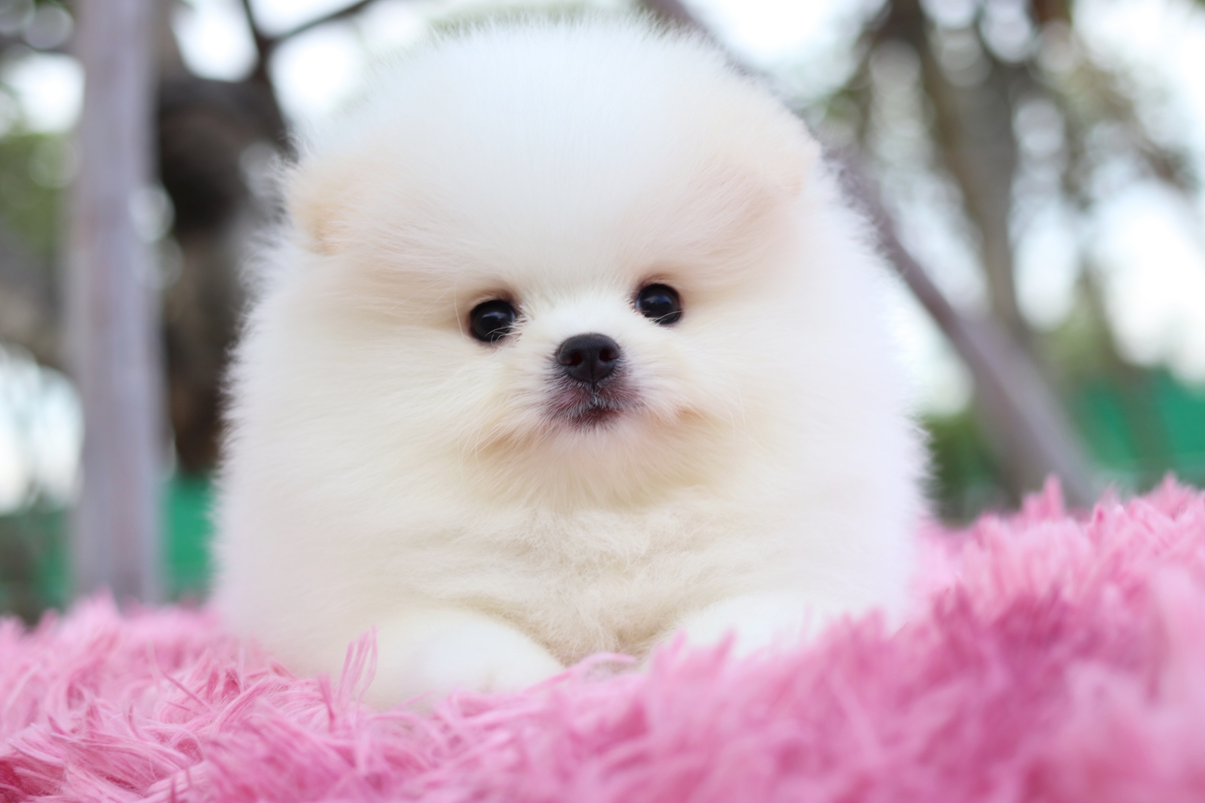 ปอมเมอเรเนียน เพศผู้ เกรดโชว์ สีขาวครีม