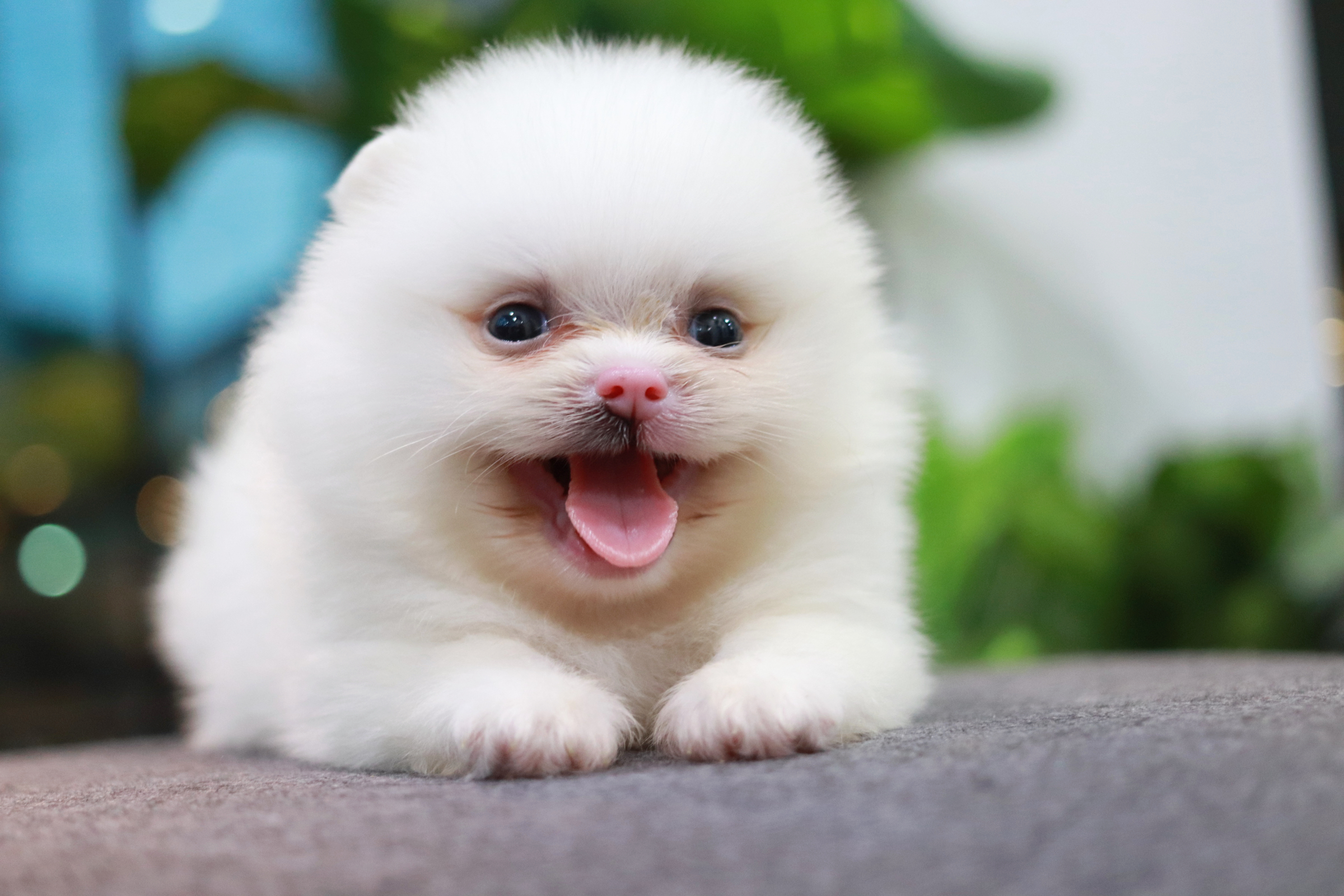 ปอมเมอเรเนียน เพศผู้