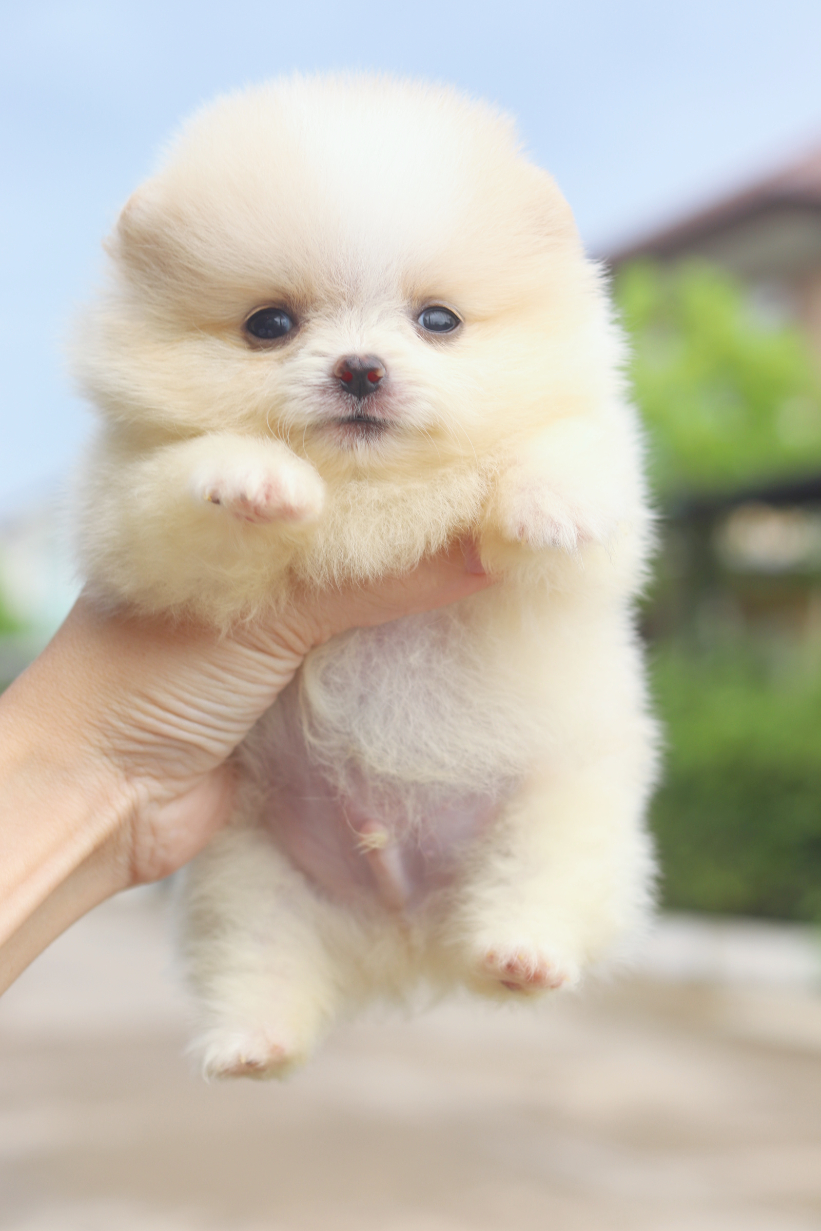 ปอมเมอเรเนียน เพศผู้สีขาวครีม