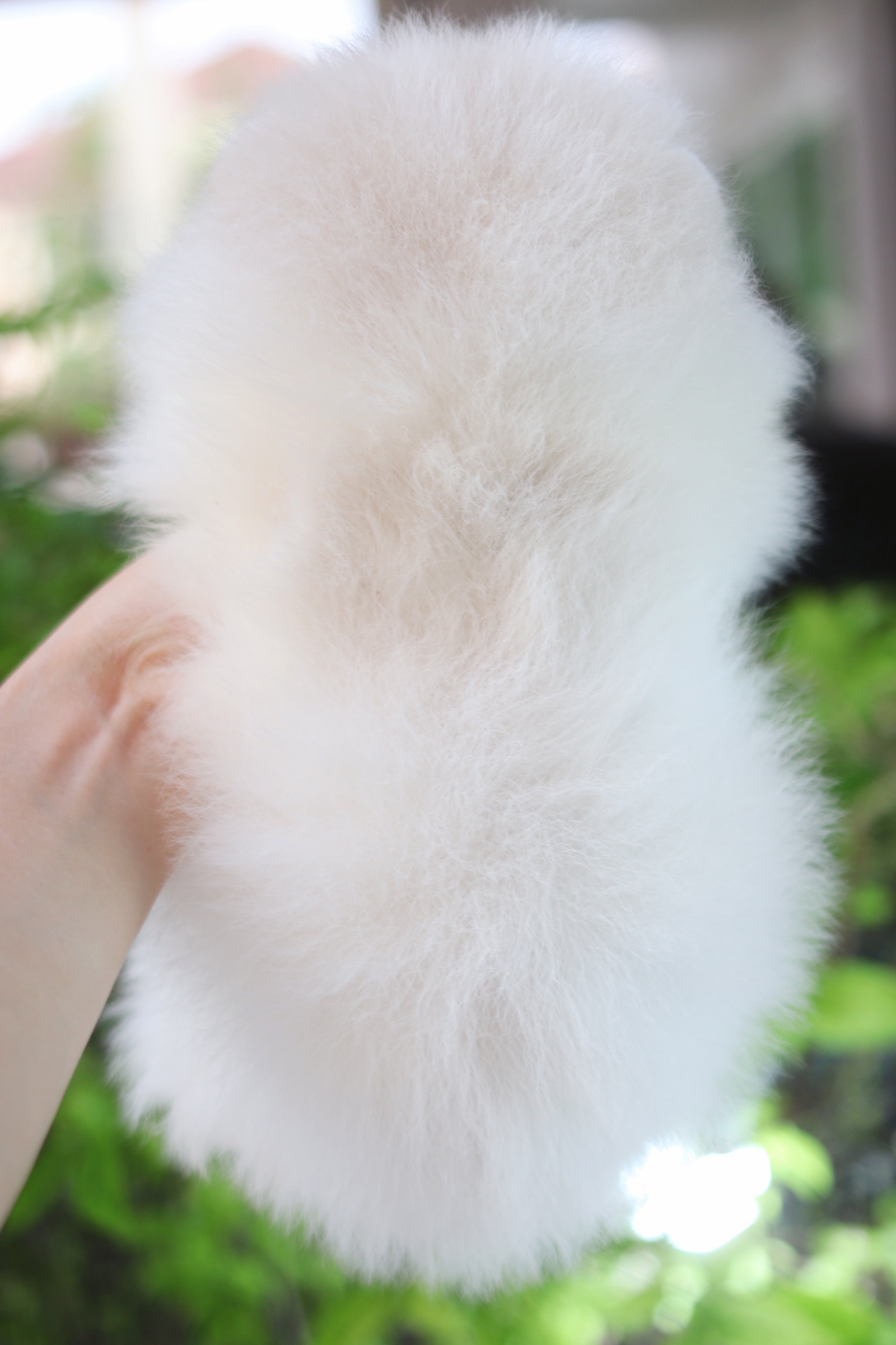 ปอมเมอเรเนียน เพศเมียสีขาวครีม