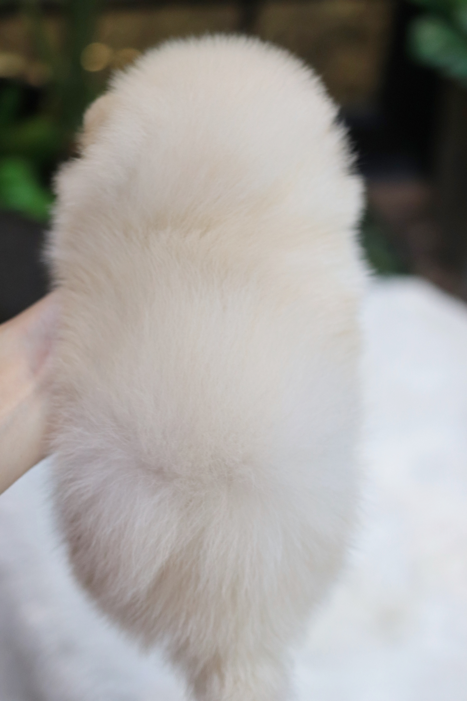 ปอมเมอเรเนียน เพศผู้ขาวครีม