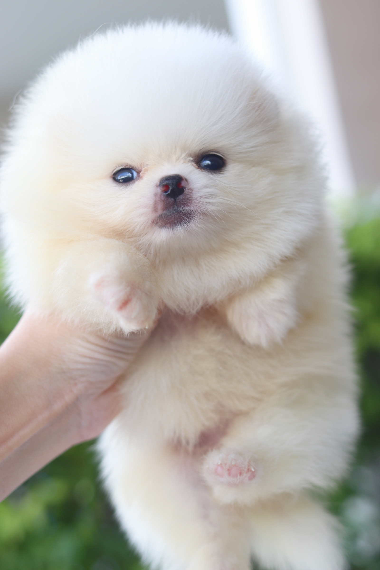 ปอมเมอเรเนียน เพศเมียสีขาวครีม