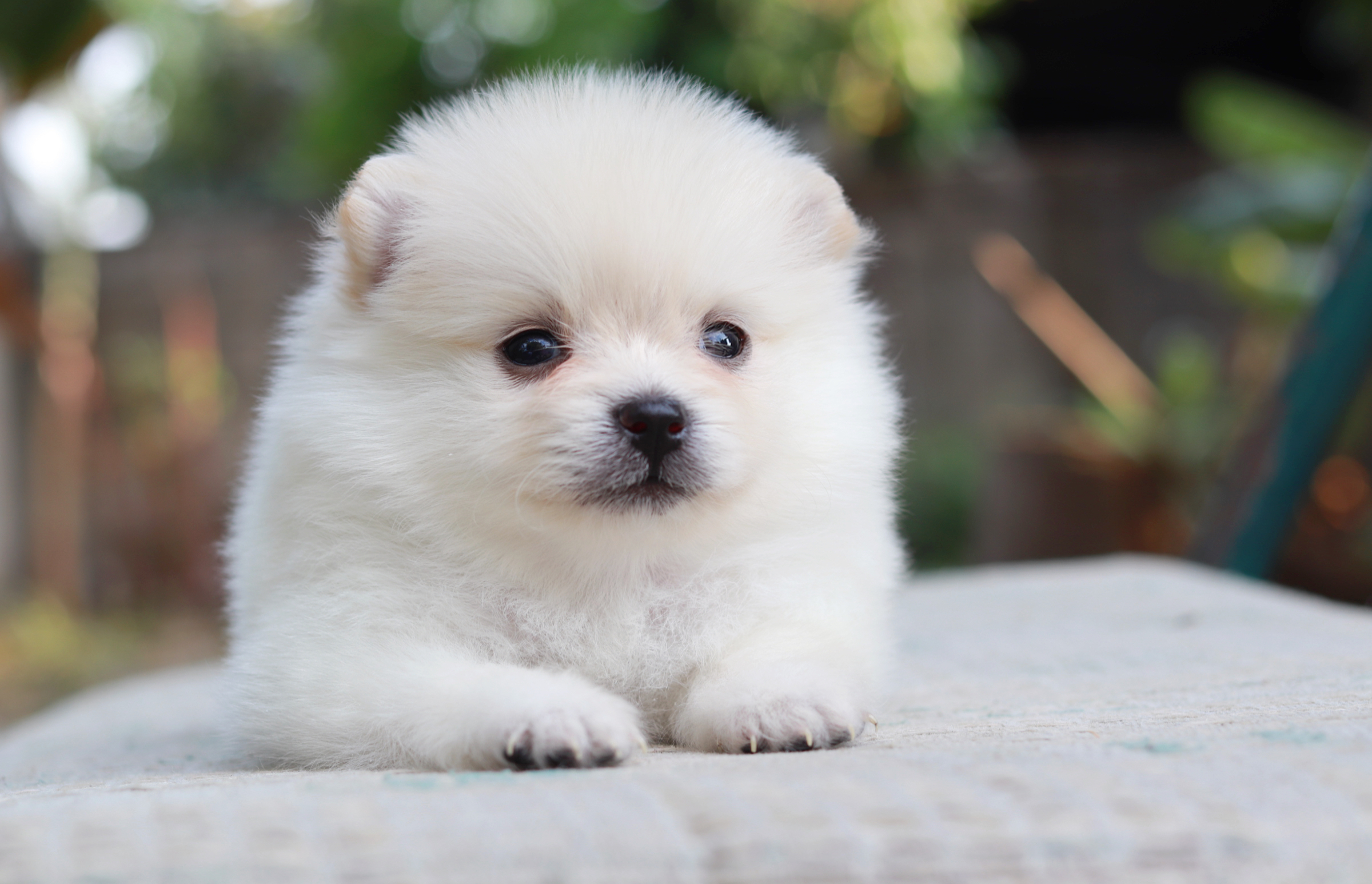 ปอมเมอเรเนียน เพศเมีย