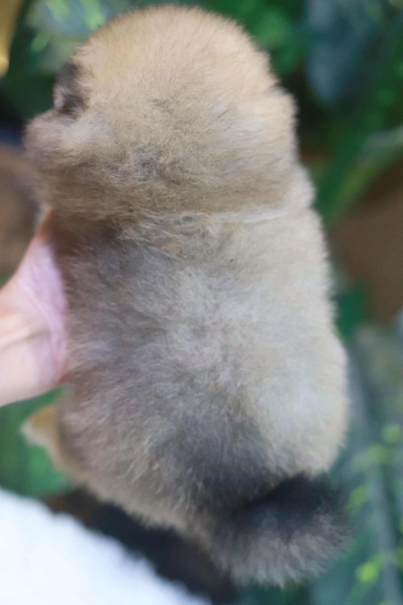 ปอมเมอเรเนียน เพศผู้ สีส้ม