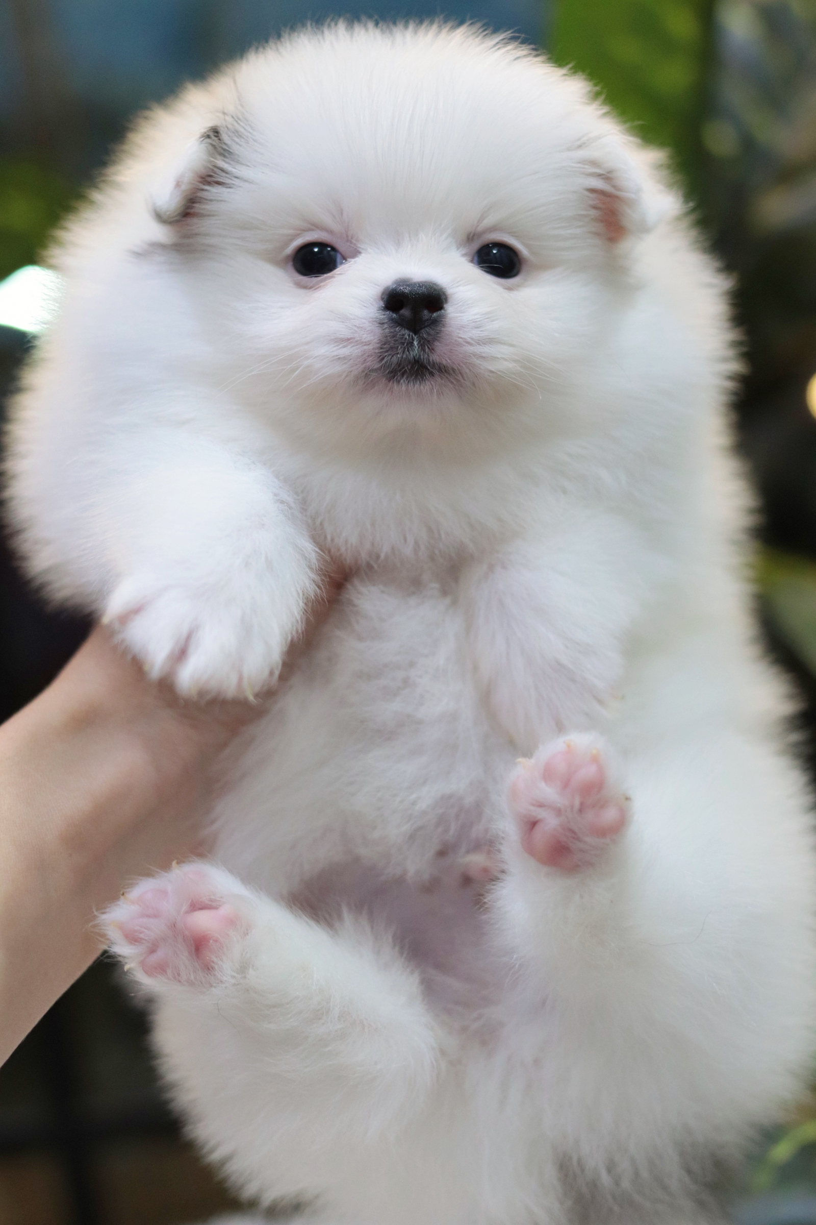 ปอมเมอเรเนียน เพศผู้แฟนซีขนแน่นๆ