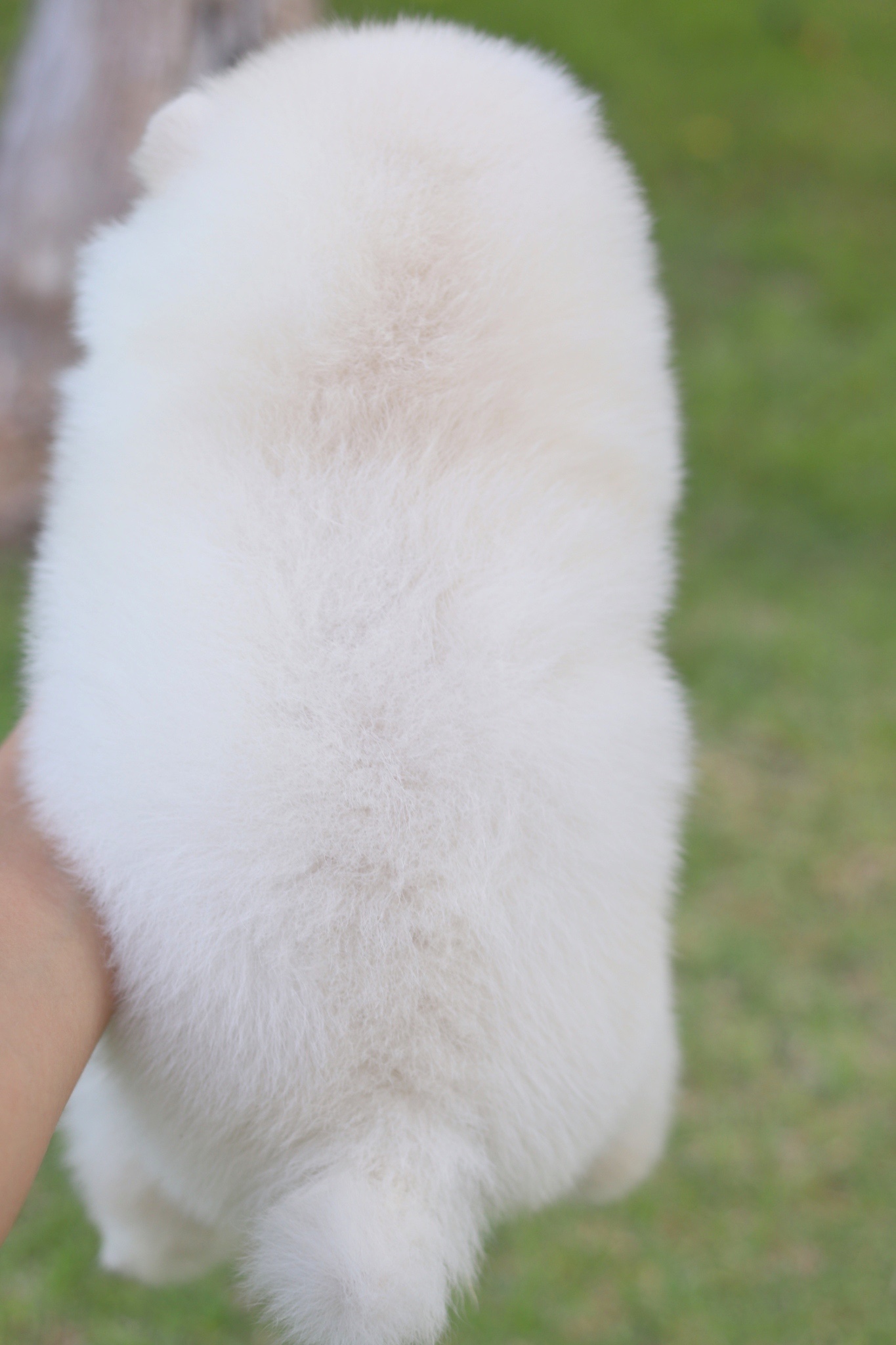 ปอมเมอเรเนียน เพศผู้สีขาวครีม