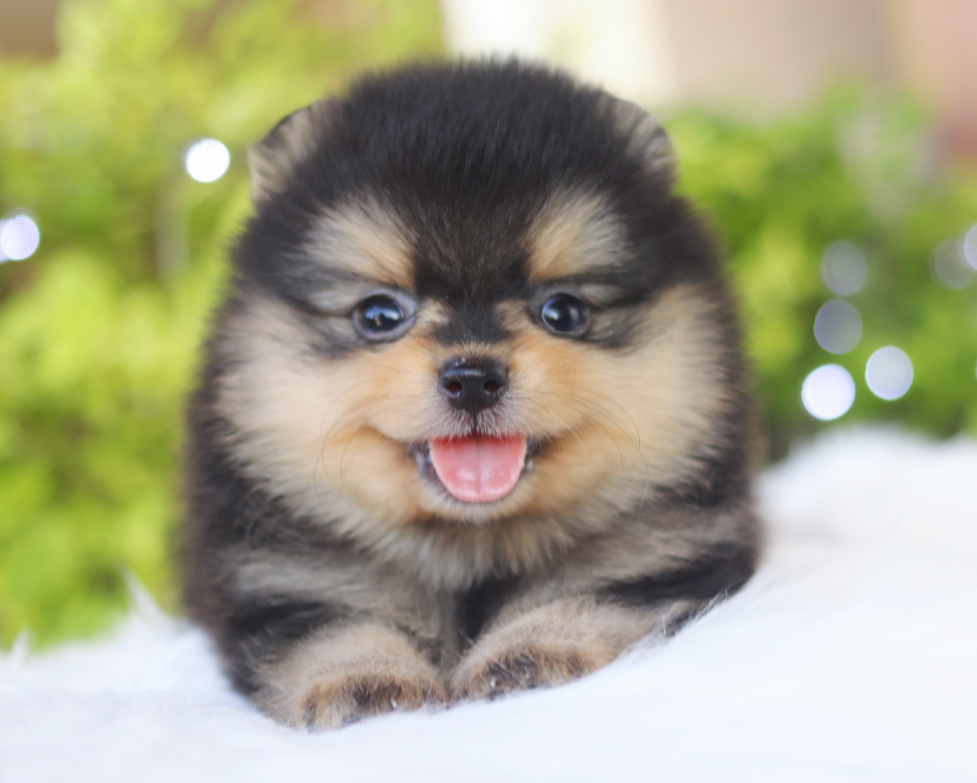 ปอมเมอเรเนียน เพศผู้แบล็คแทน