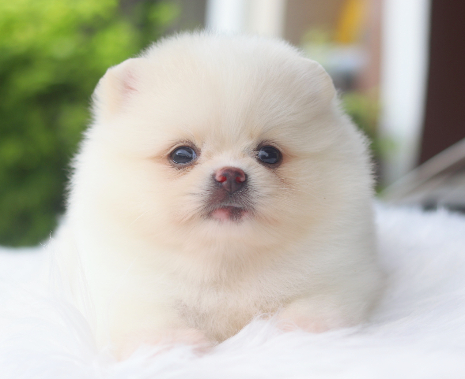 ปอมเมอเรเนียน เพศเมียสีขาวครีม