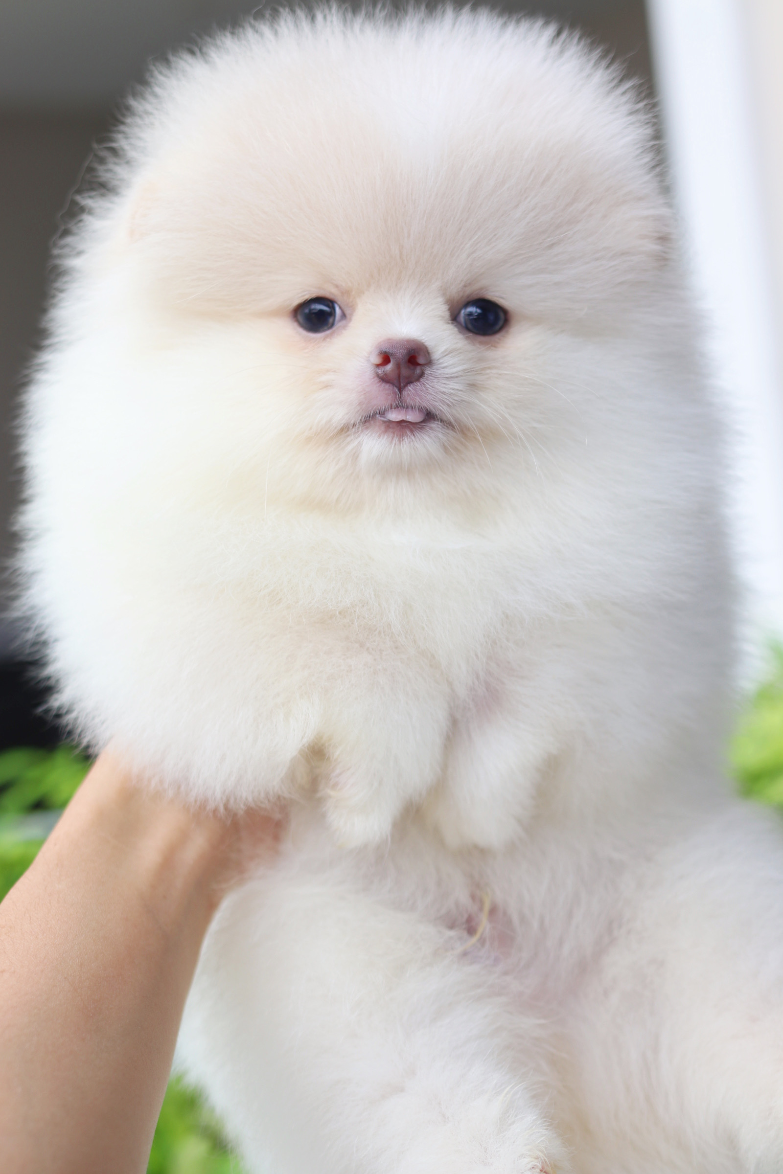 ปอมเมอเรเนียน เพศผู้สีขาวครีม