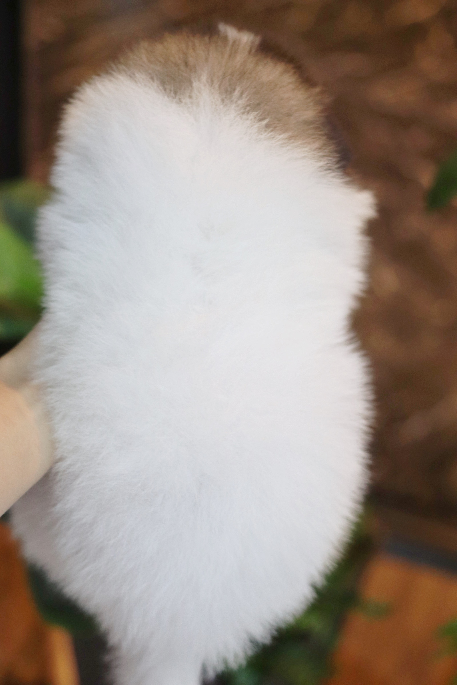 ปอมเมอเรเนียน เพศผู้ แฟนซี