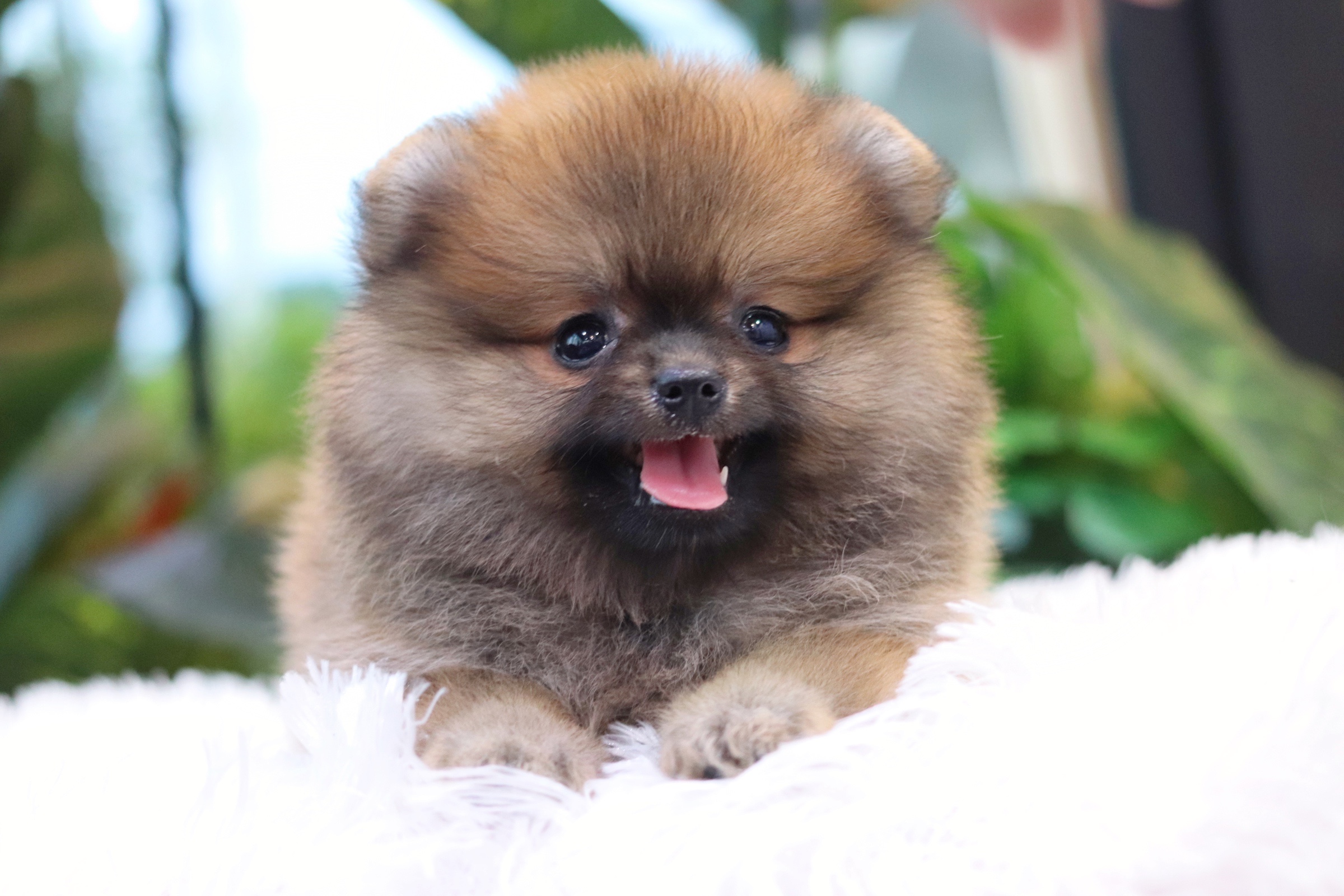 ปอมเมอเรเนียน เพศเมียสีส้ม