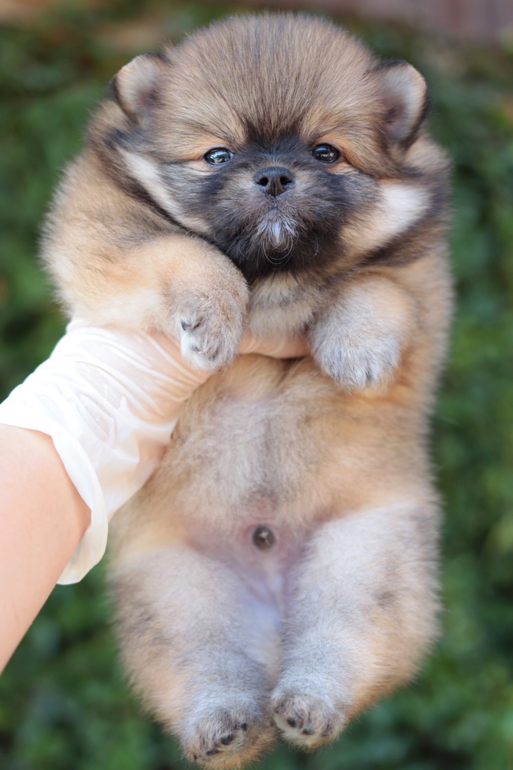 ปอมเมอเรเนียน เพศผู้สีส้ม