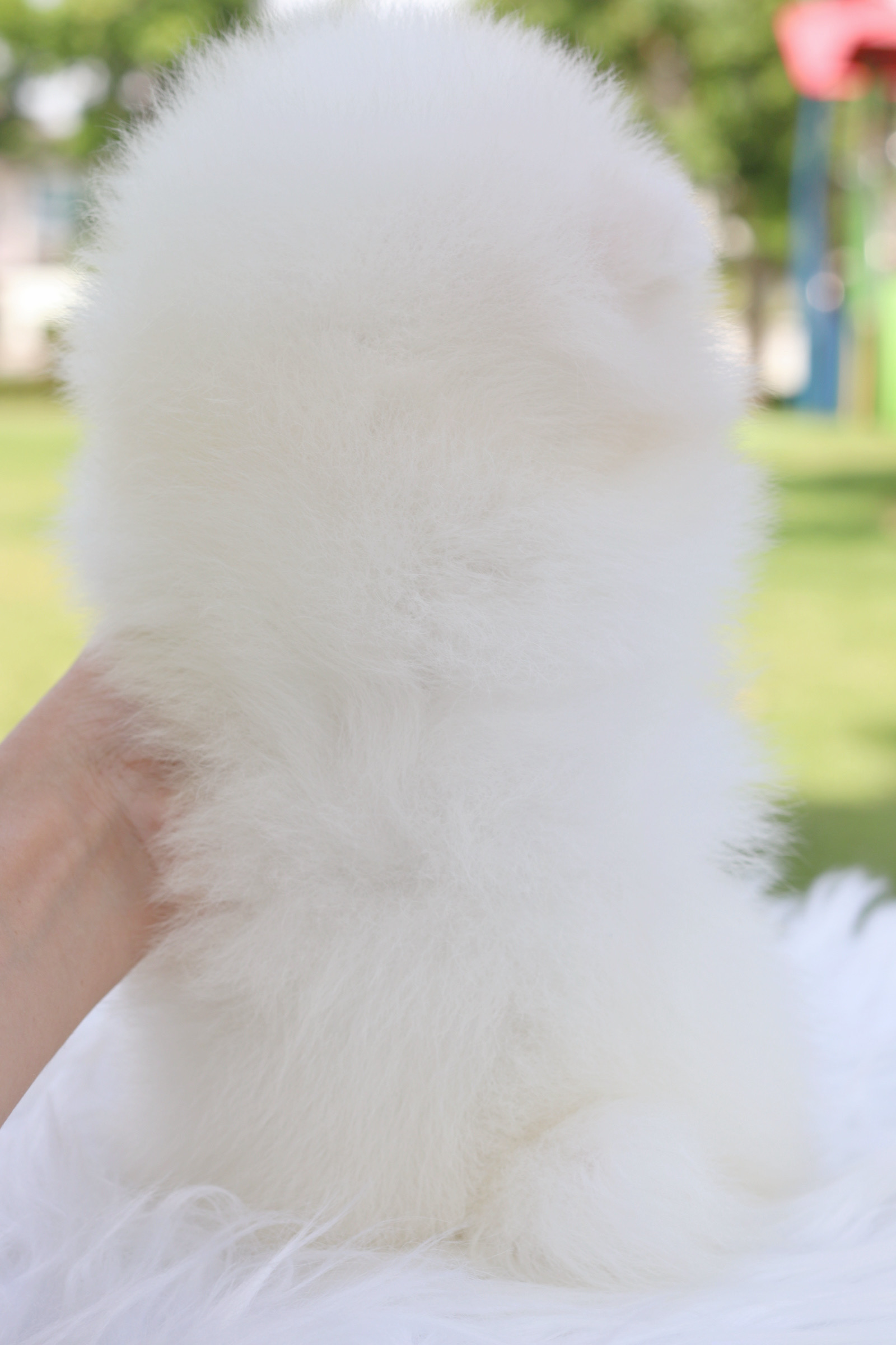 ปอมเมอเรเนียน เพศผู้สีขาวครีม
