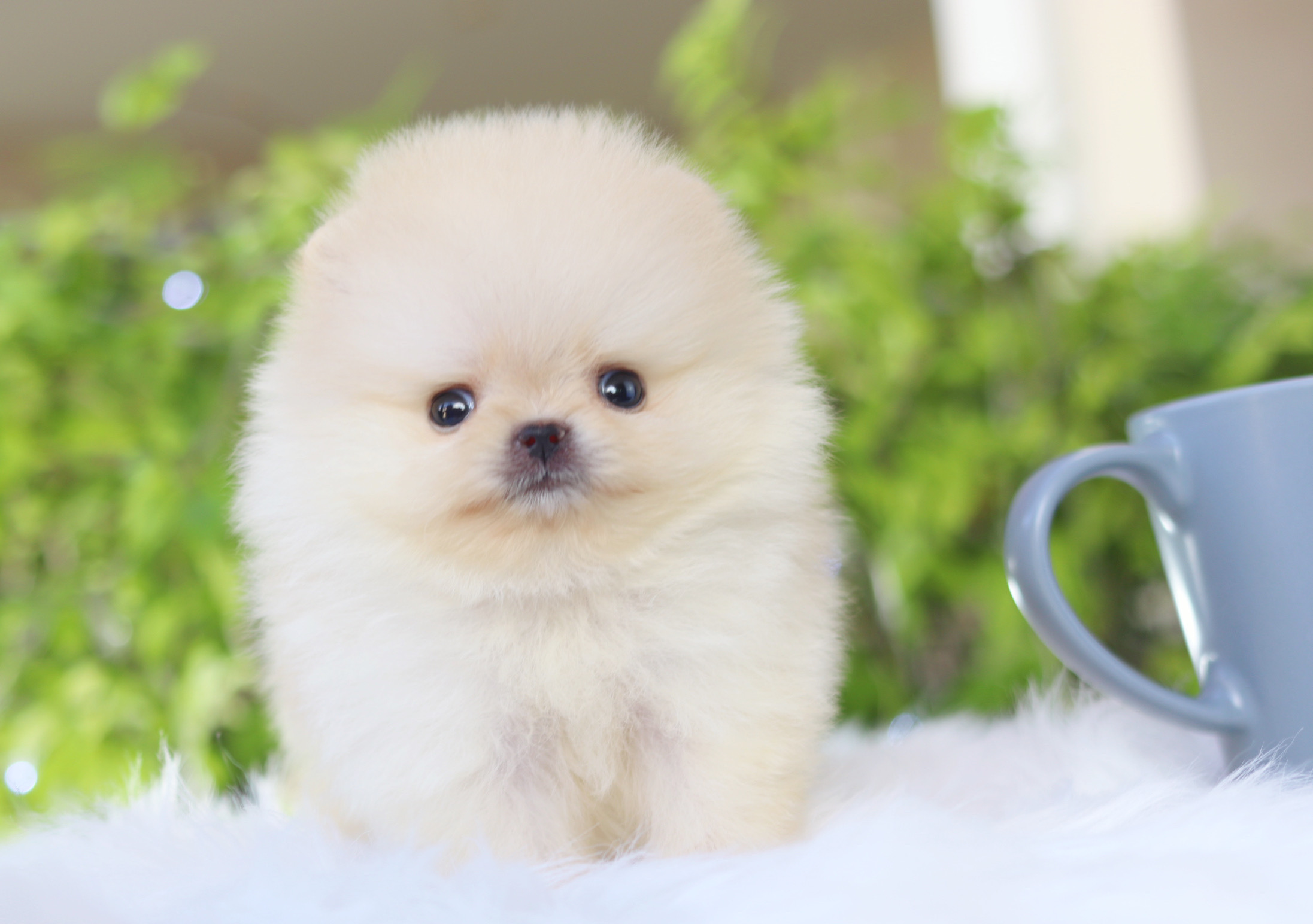 ปอมเมอเรเนียน เพศเมียสีขาวครีม ทีคัพ