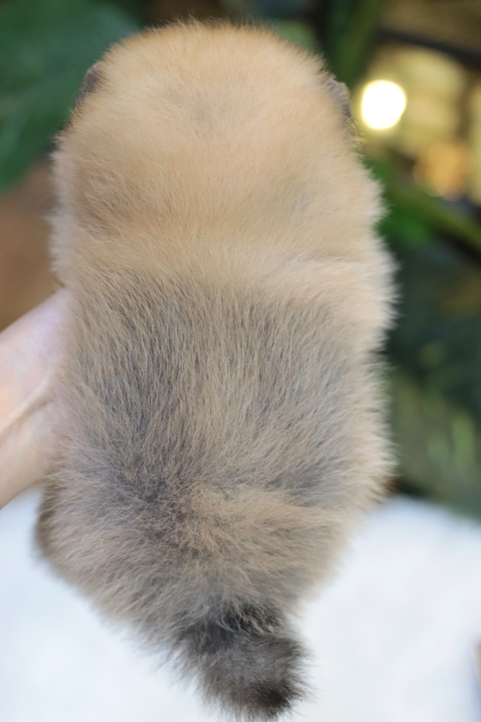 ปอมเมอเรเนียน เพศผู้สีส้ม