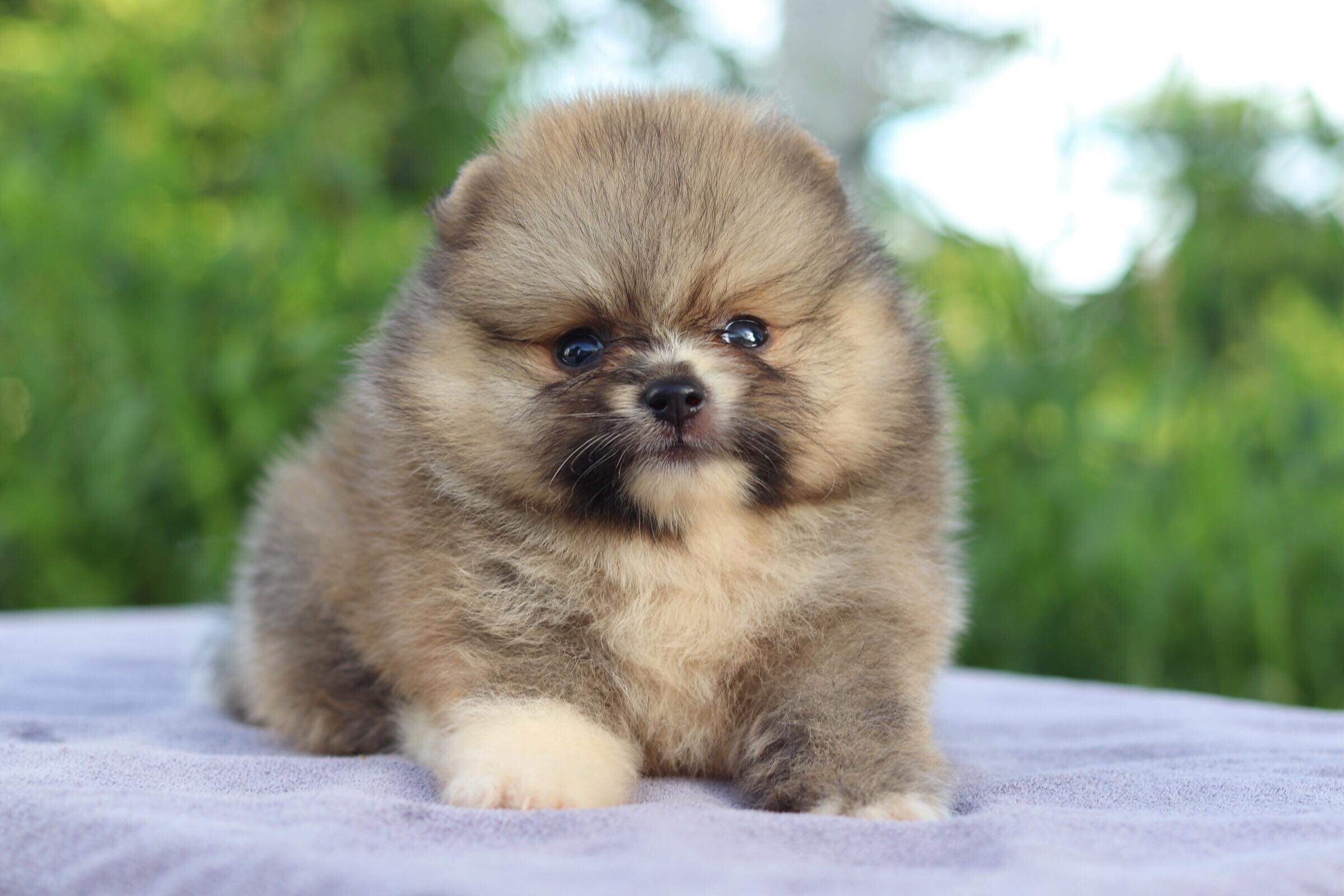 ปอมเมอเรเนียน เพศผู้