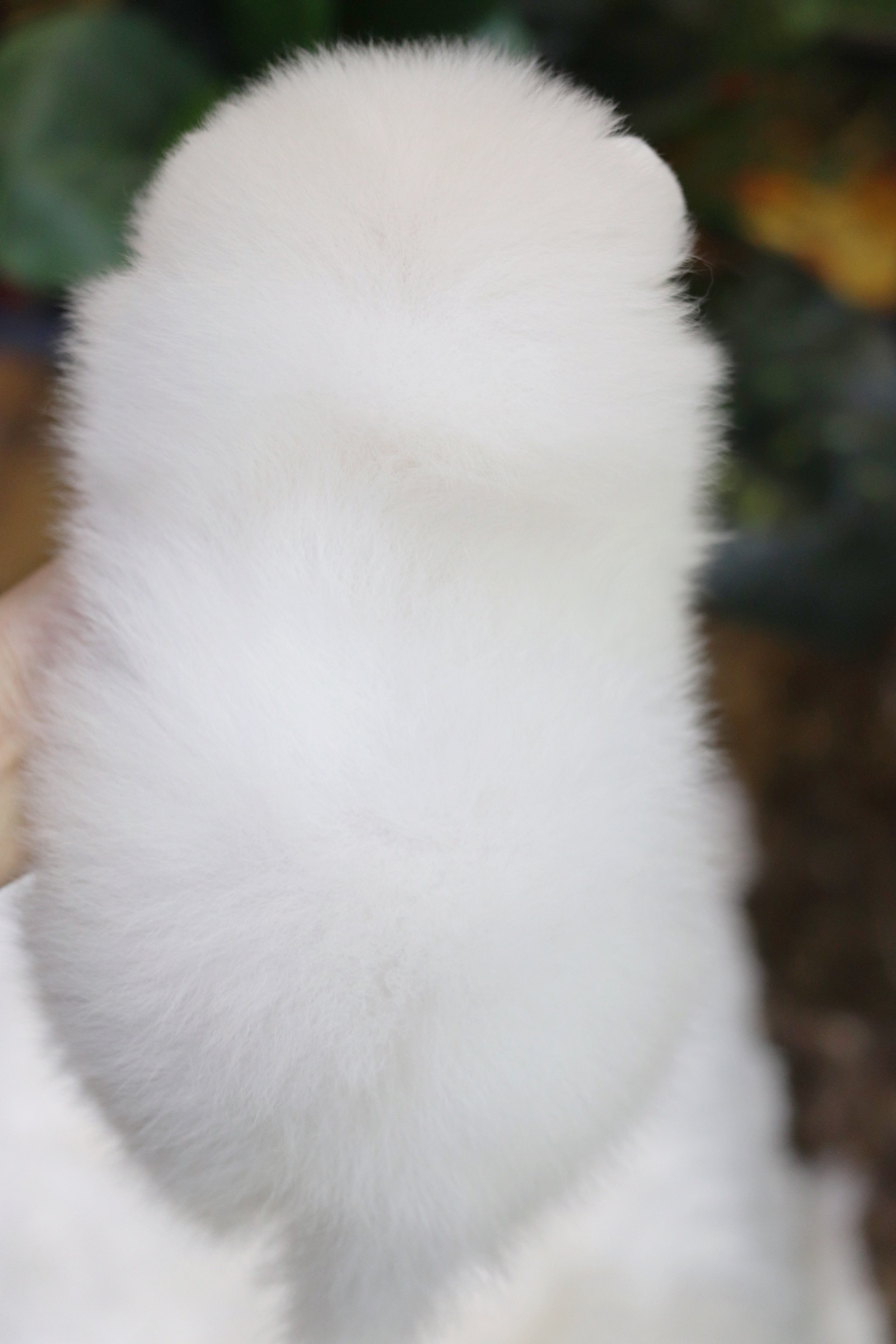 ปอมเมอเรเนียน เพศผู้ สีขาวครีม