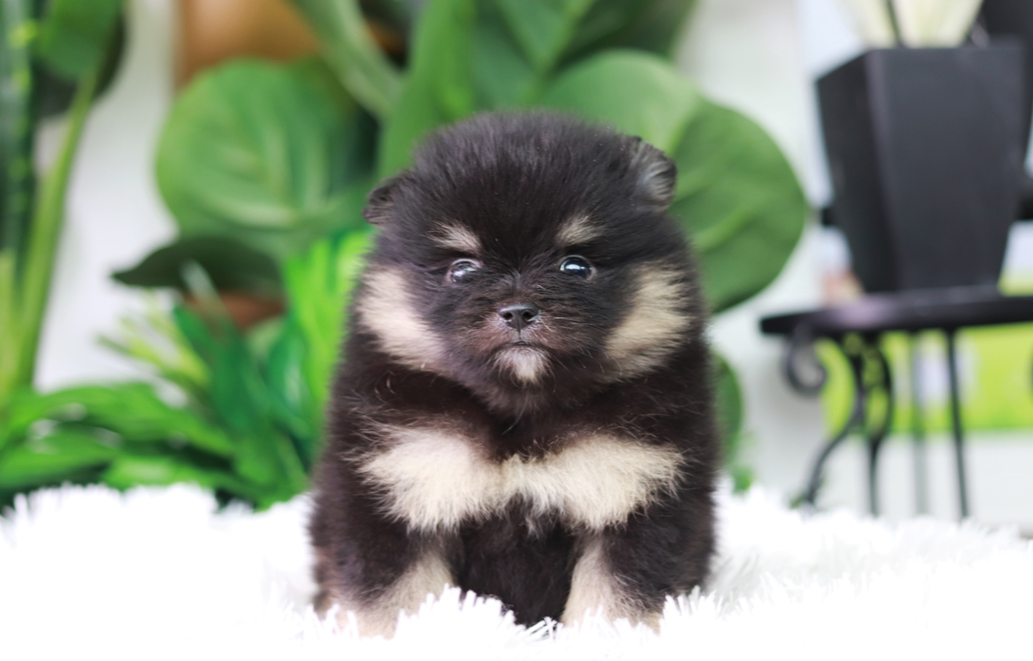 ปอมเมอเรเนียน เพศผู้ แบล็คแทน