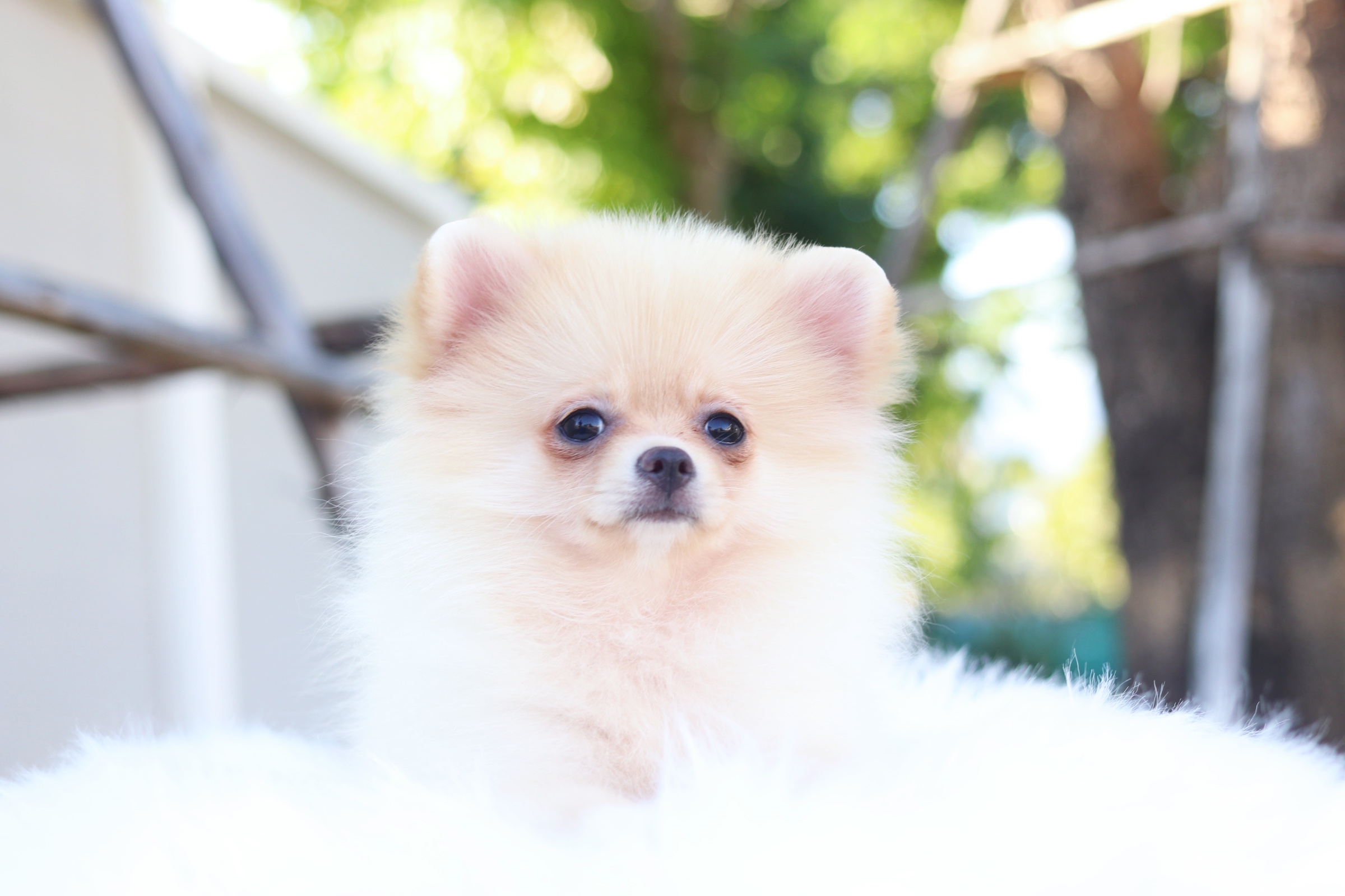 ปอมเมอเรเนียน เพศเมียสีครีมสามเดือน