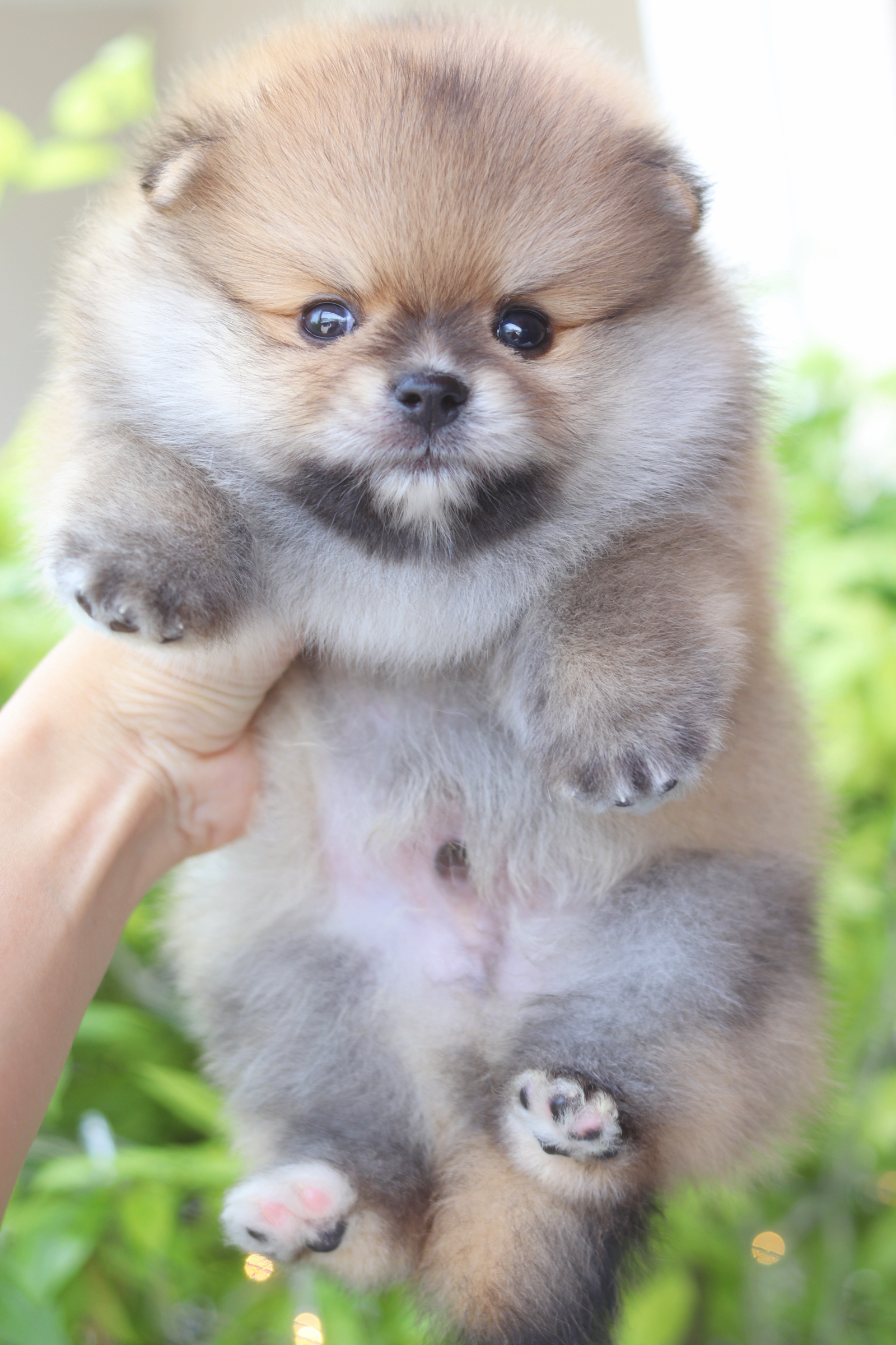 ปอมเมอเรเนียน เพศผู้สีส้ม