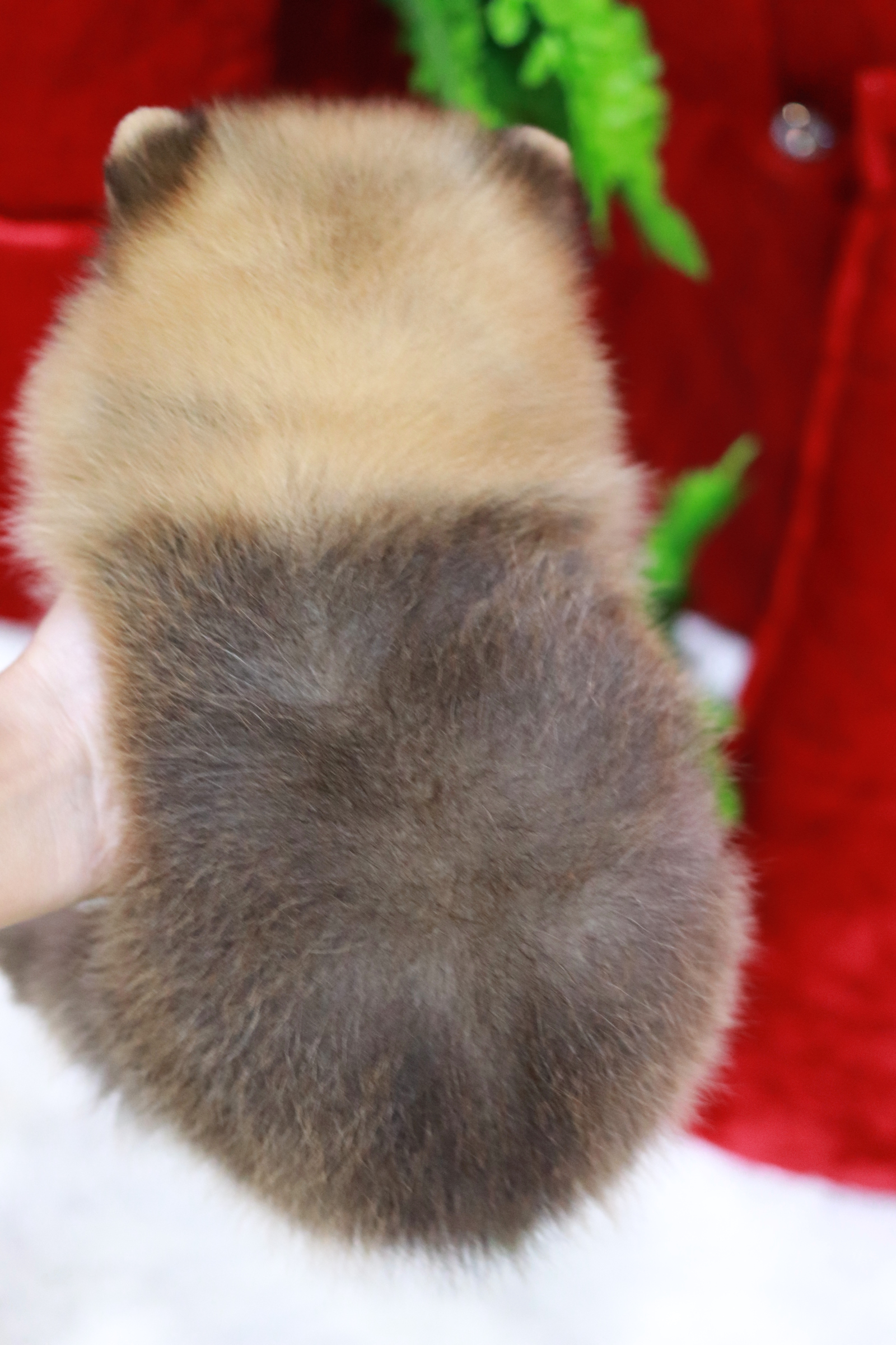 ปอมเมอเรเนียน เพศผู้ สีส้ม