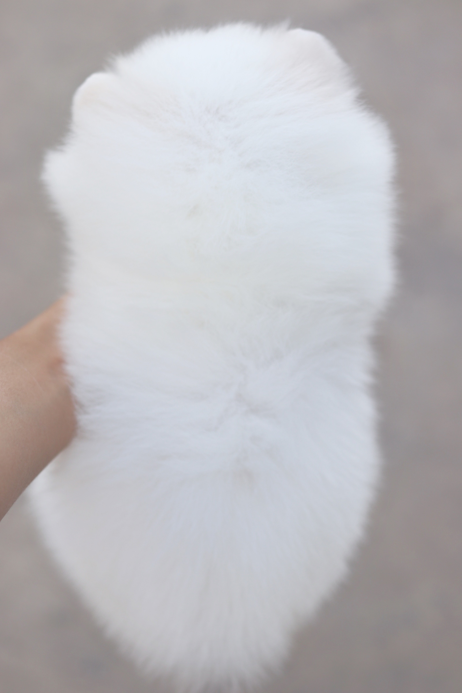 ปอมเมอเรเนียน เพศเมียสีขาวครีมหน้าฟ็อก