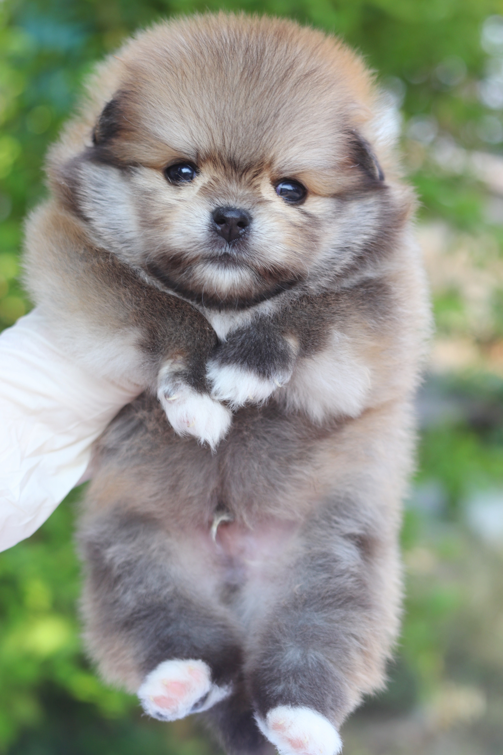 ปอมเมอเรเนียน เพศผู้ สีส้ม