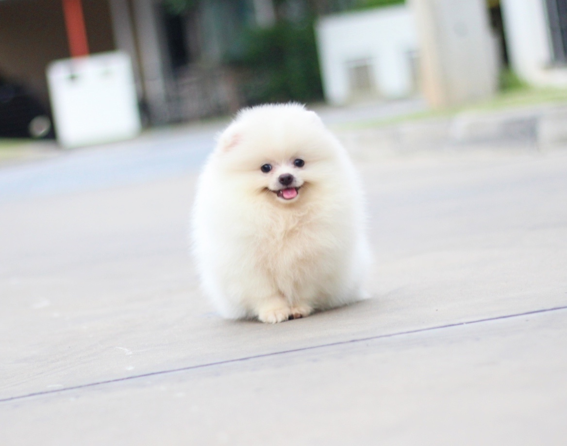 ปอมเมอเรเนียน เพศผู้ สีขาวครีม