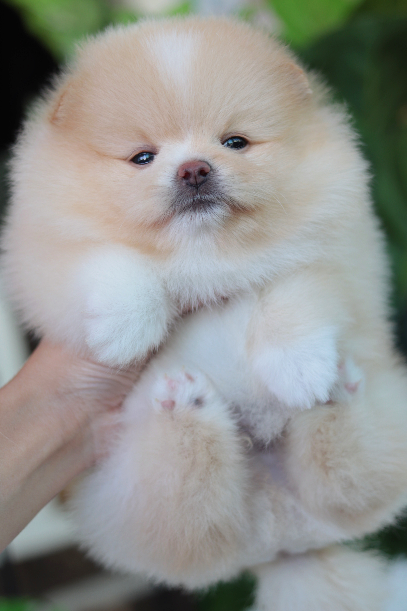 ปอมเมอเรเนียน เพศผู้ สีครีม