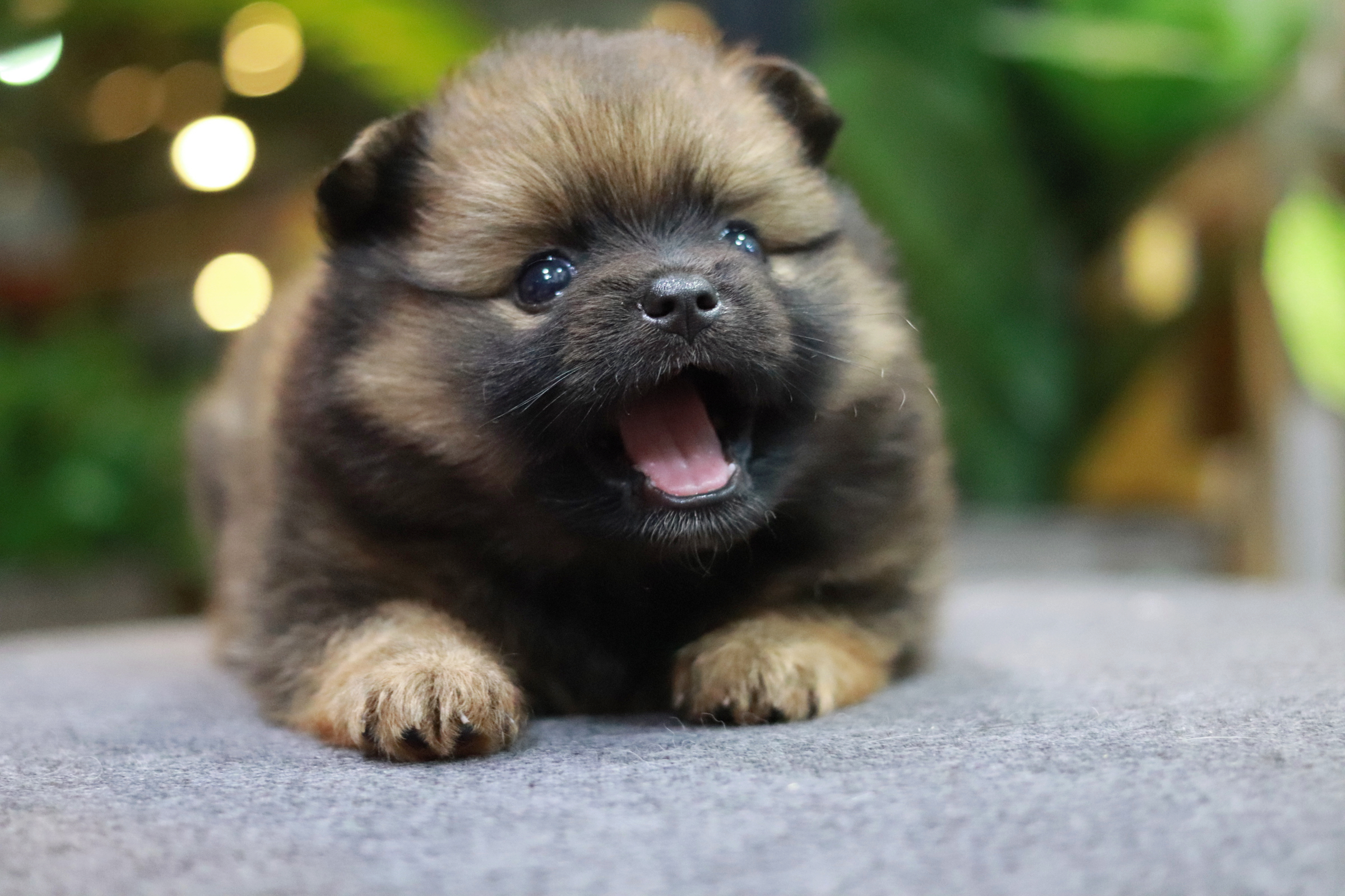 ปอมเมอเรเนียน เพศเมีย