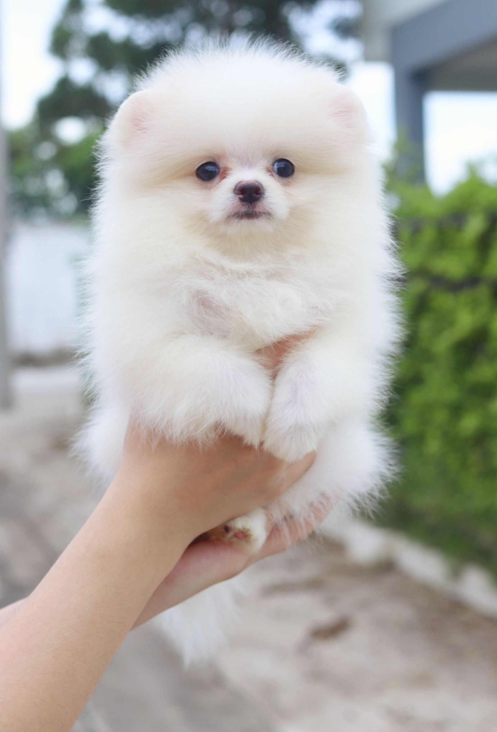 ปอมเมอเรเนียน เพศเมียสีขาวครีม