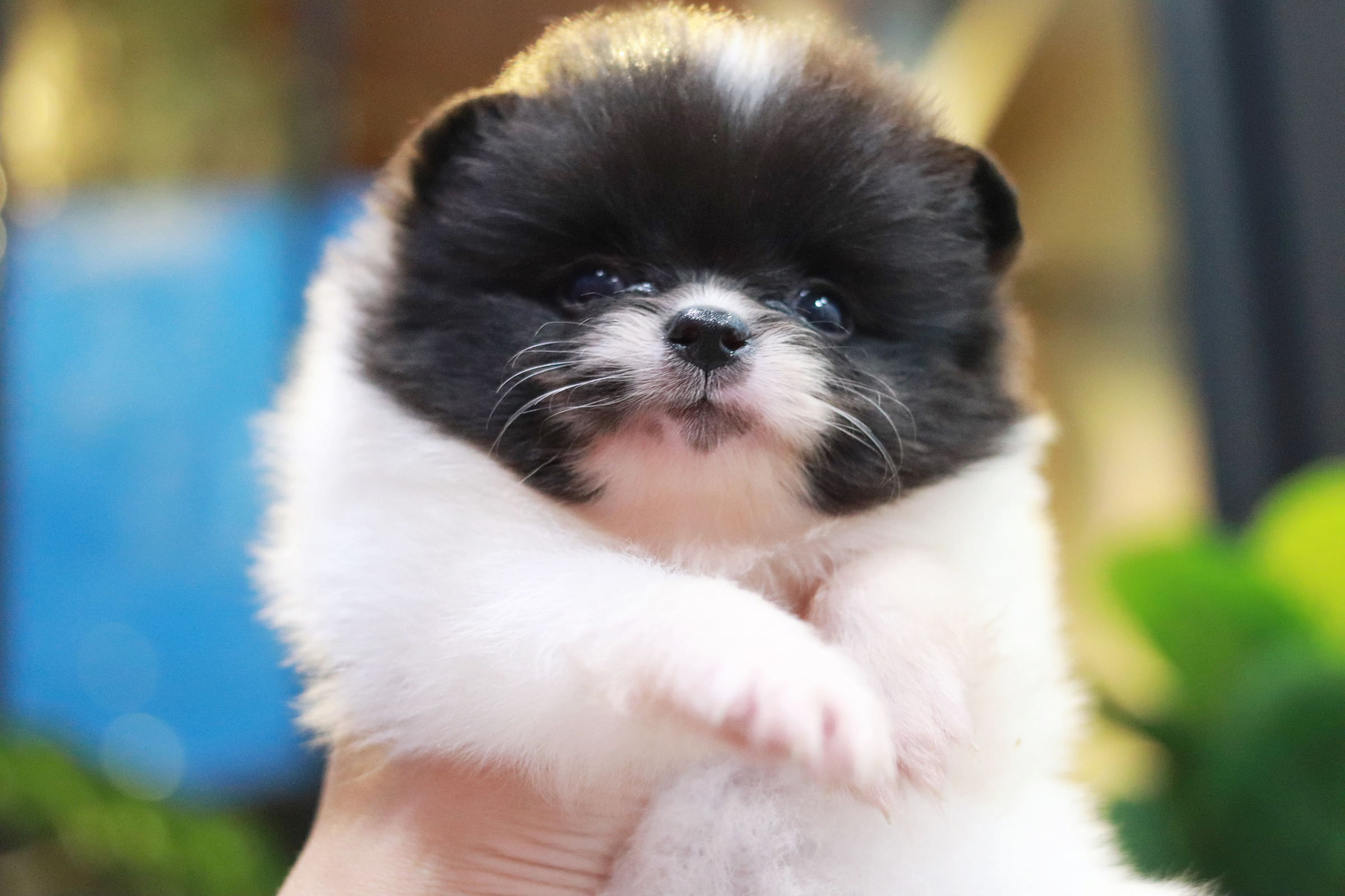 ปอมเมอเรเนียน เพศผู้ แฟนซีขาวดำ