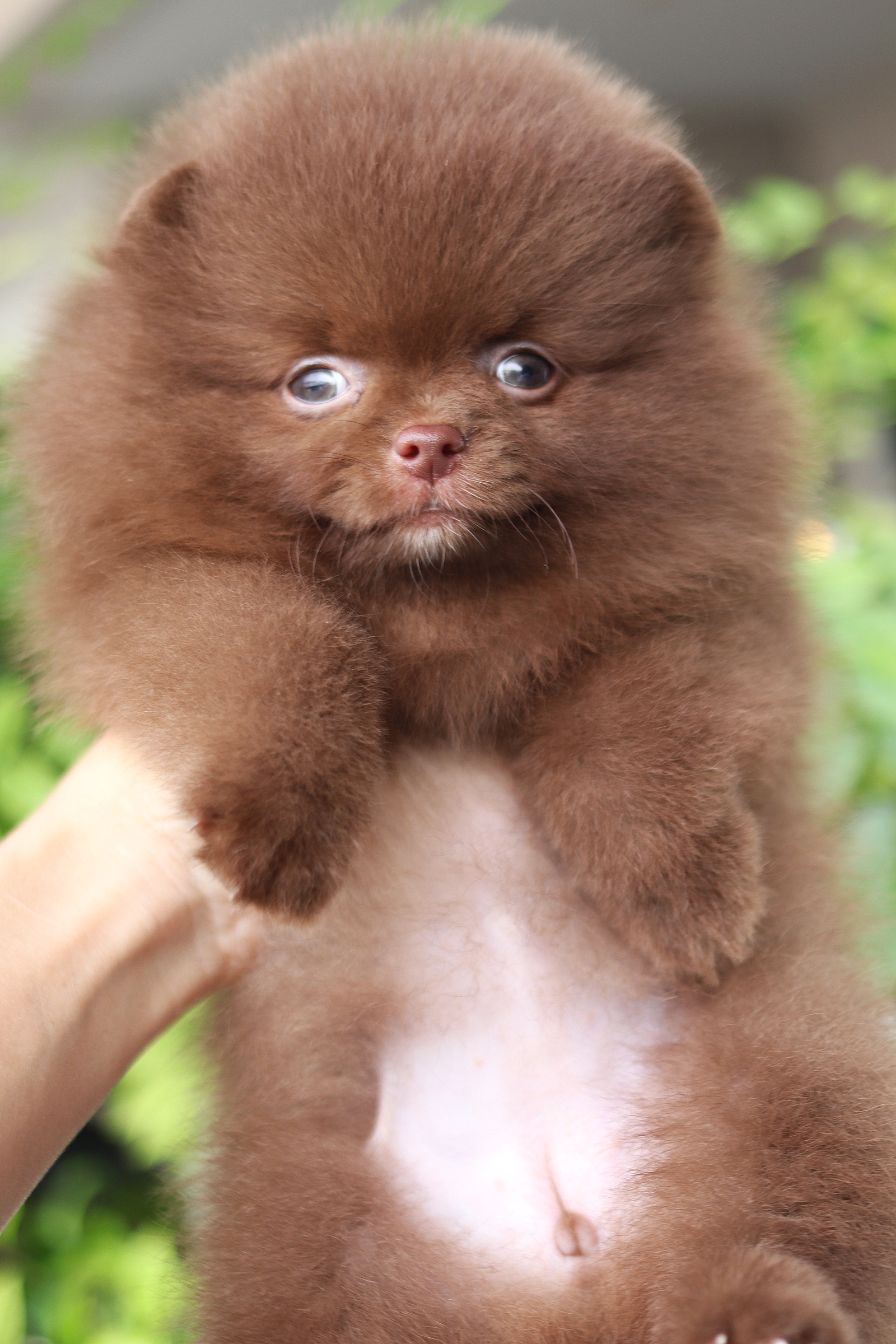 ปอมเมอเรเนียน เพศเมียสีช็อค