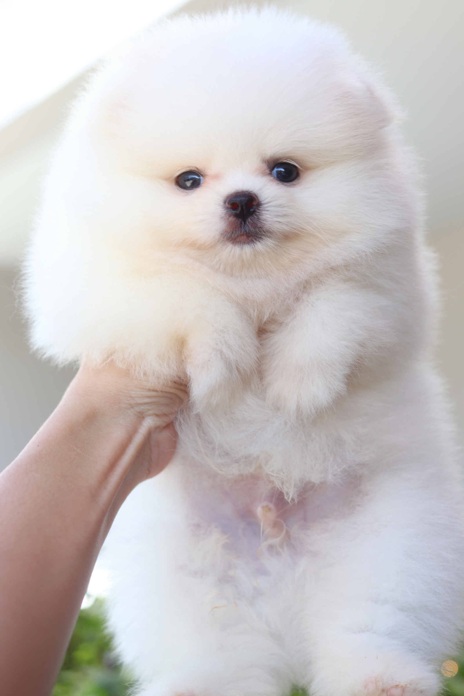 ปอมเมอเรเนียน เพศผู้สีขาวครีม เกรดโชว์