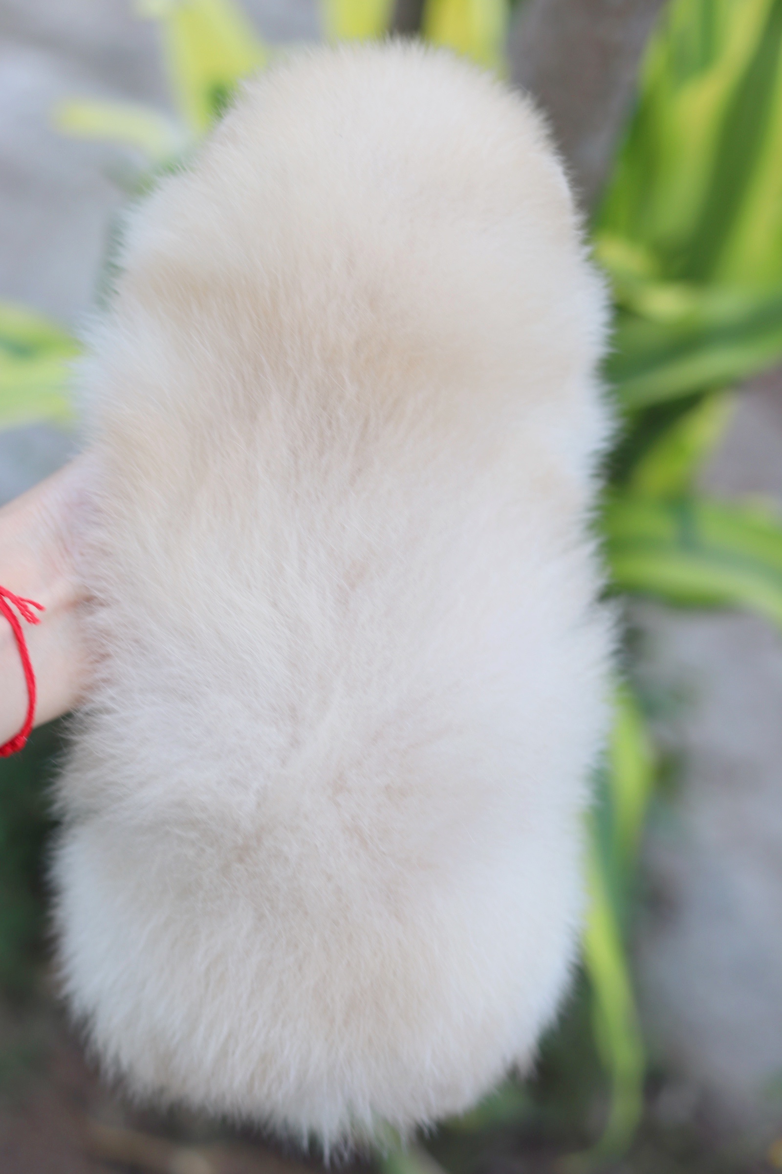 ปอมเมอเรเนียน เพศเมียสีครีม