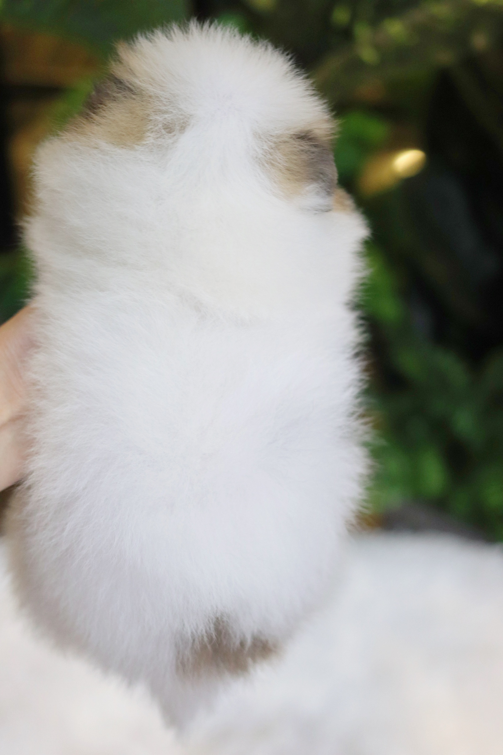 ปอมเมอเรเนียน เพศเมียสีแฟนซี