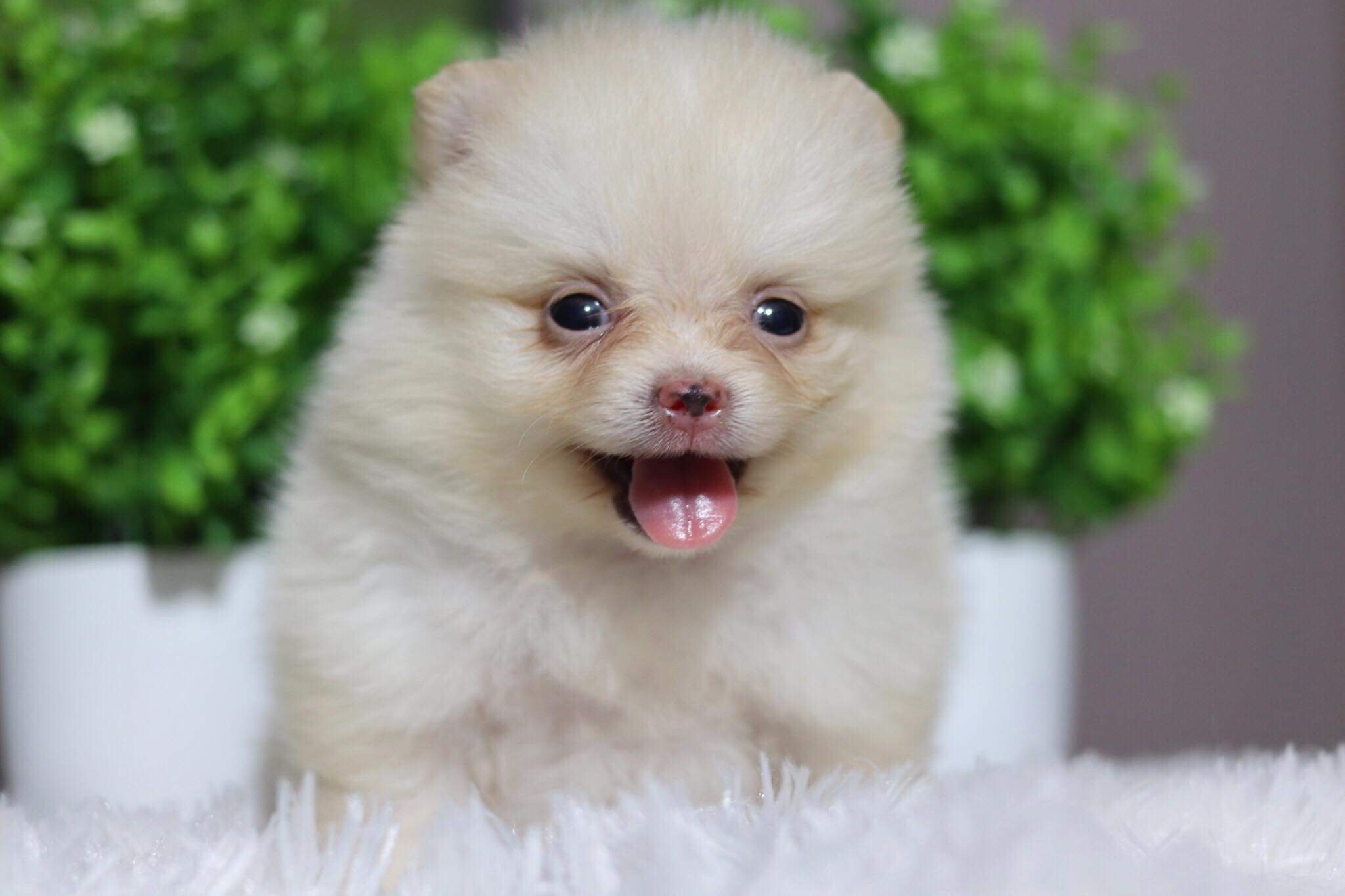 ปอมเมอเรเนียน เพศเมีย