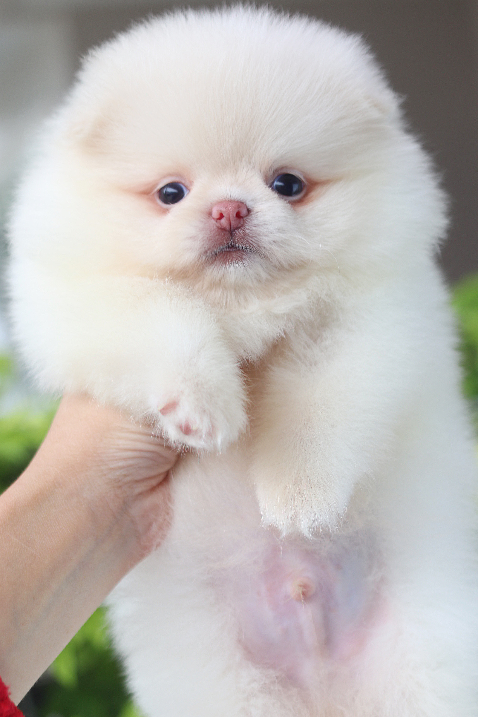 ปอมเมอเรเนียน เพศผู้ สีครีม