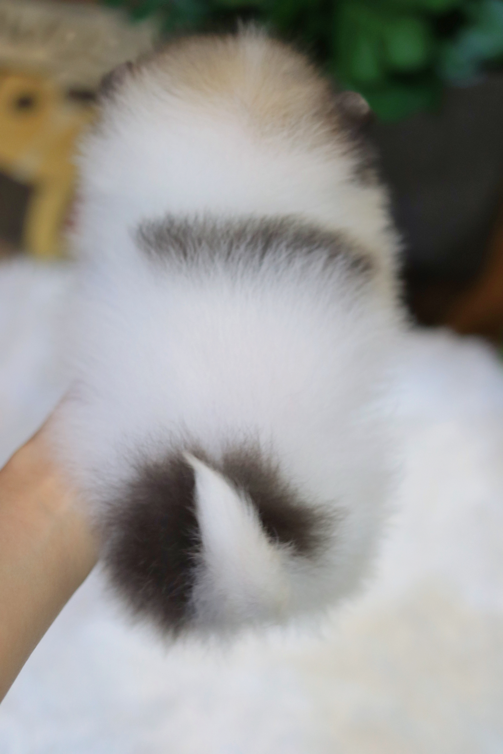 ปอมเมอเรเนียน เพศเมียสีแฟนซีไซส์เล็ก