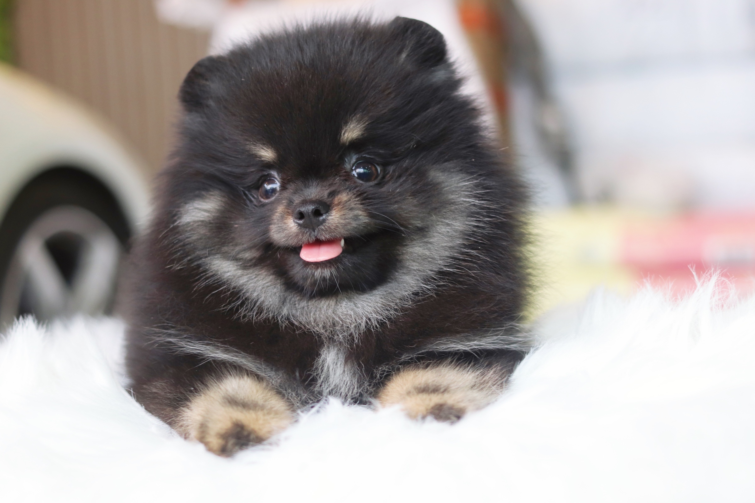 ปอมเมอเรเนียน เพศผู้แบล็คแทน