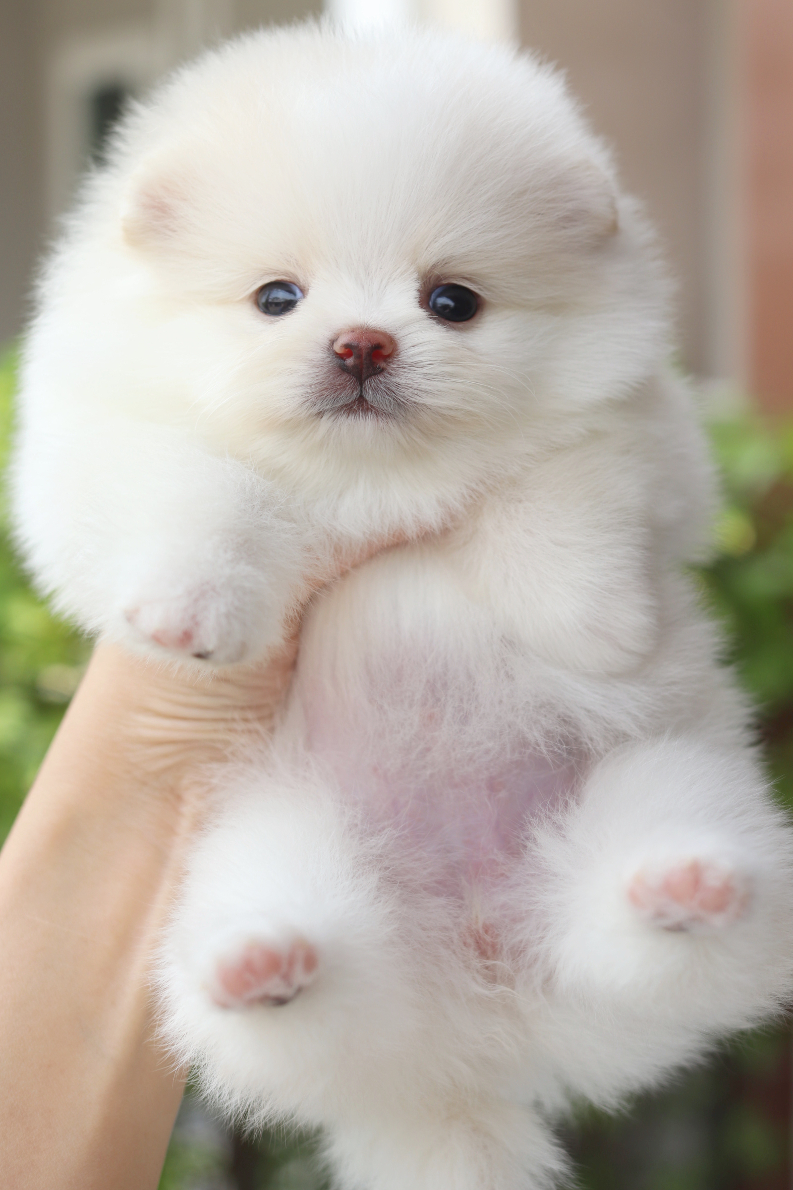 ปอมเมอเรเนียน เพศเมียสีขาวครีม