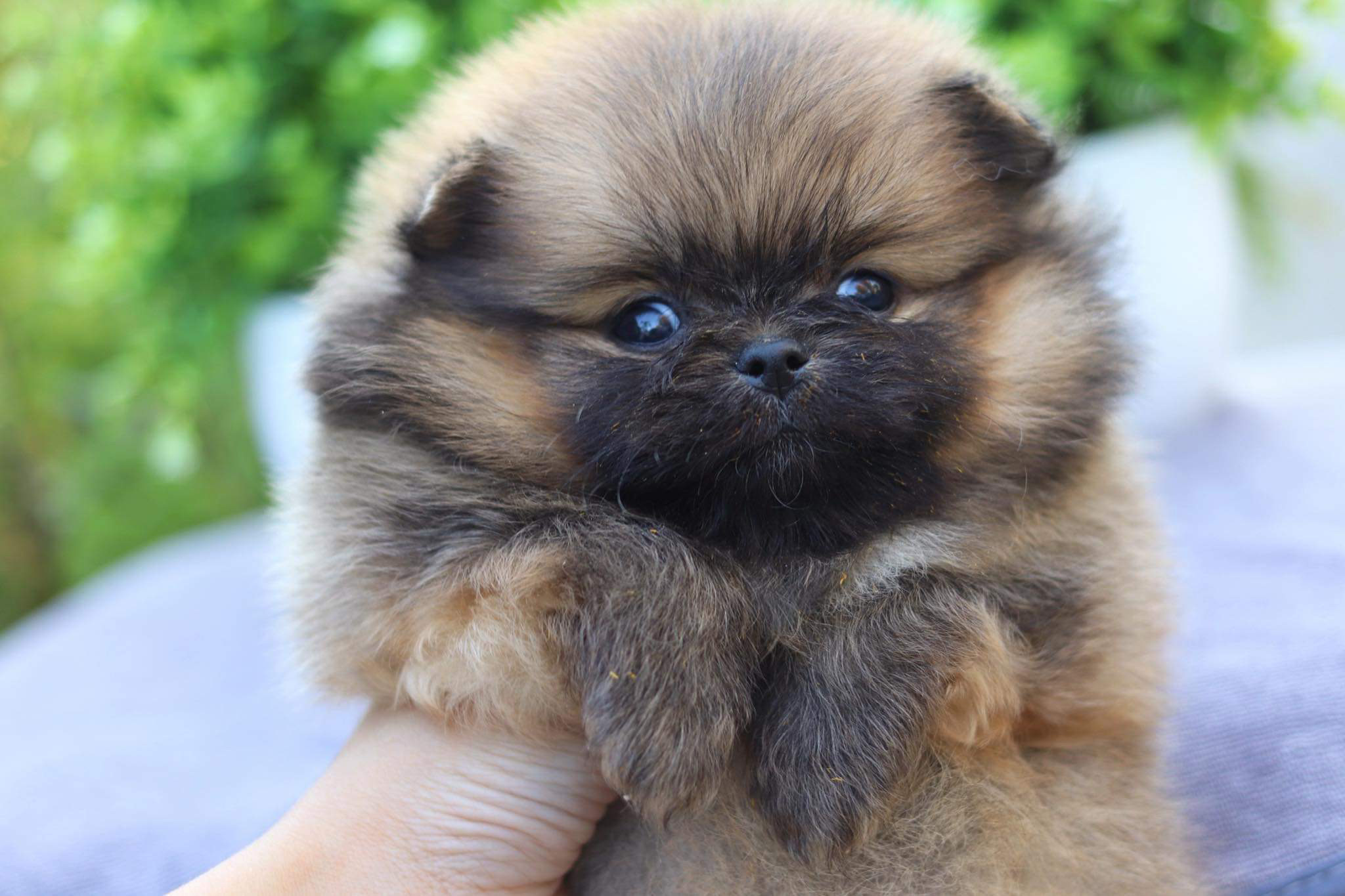 ปอมเมอเรเนียน เพศผู้