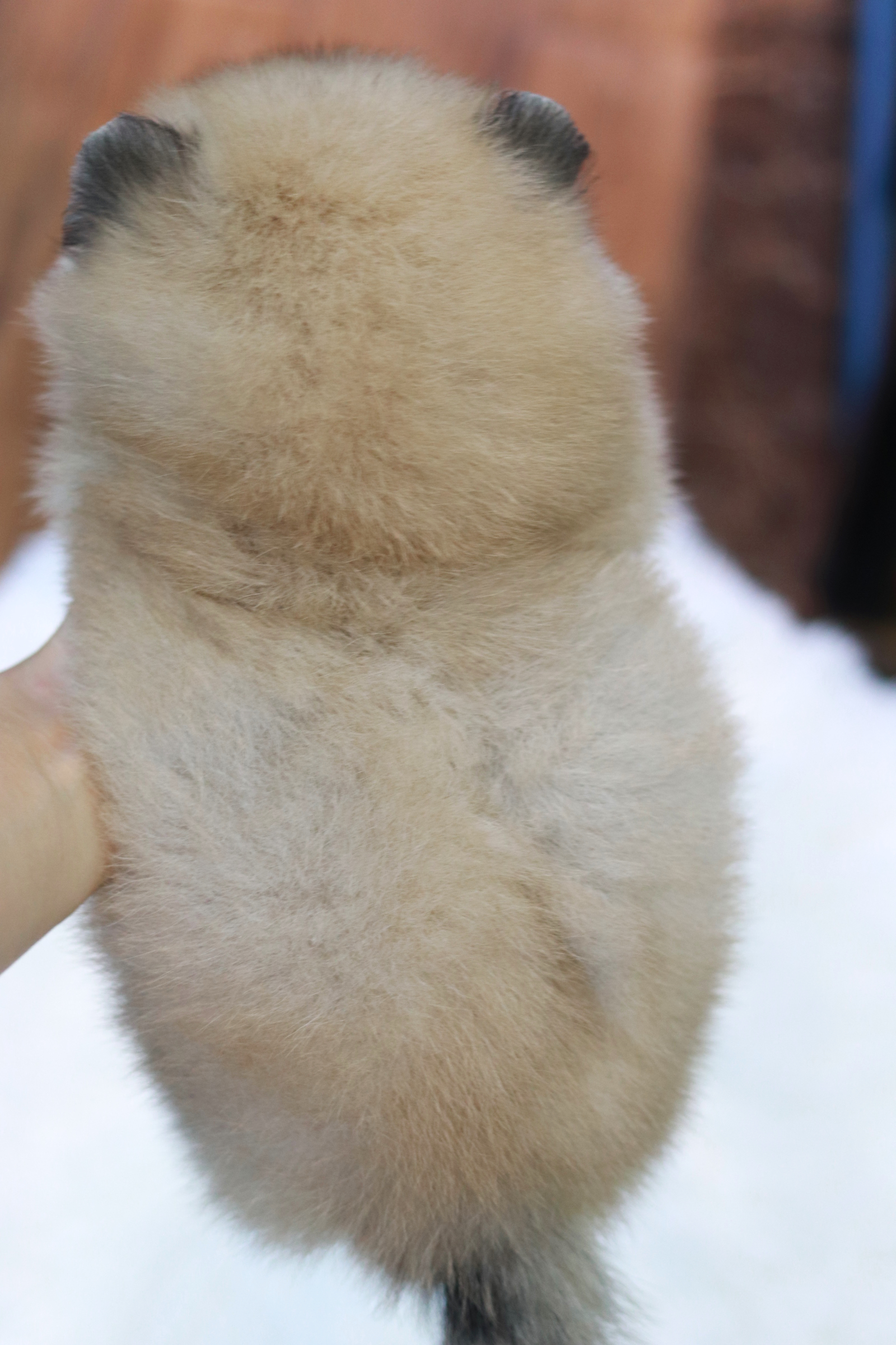 ปอมเมอเรเนียน เพศเมีย สีส้ม