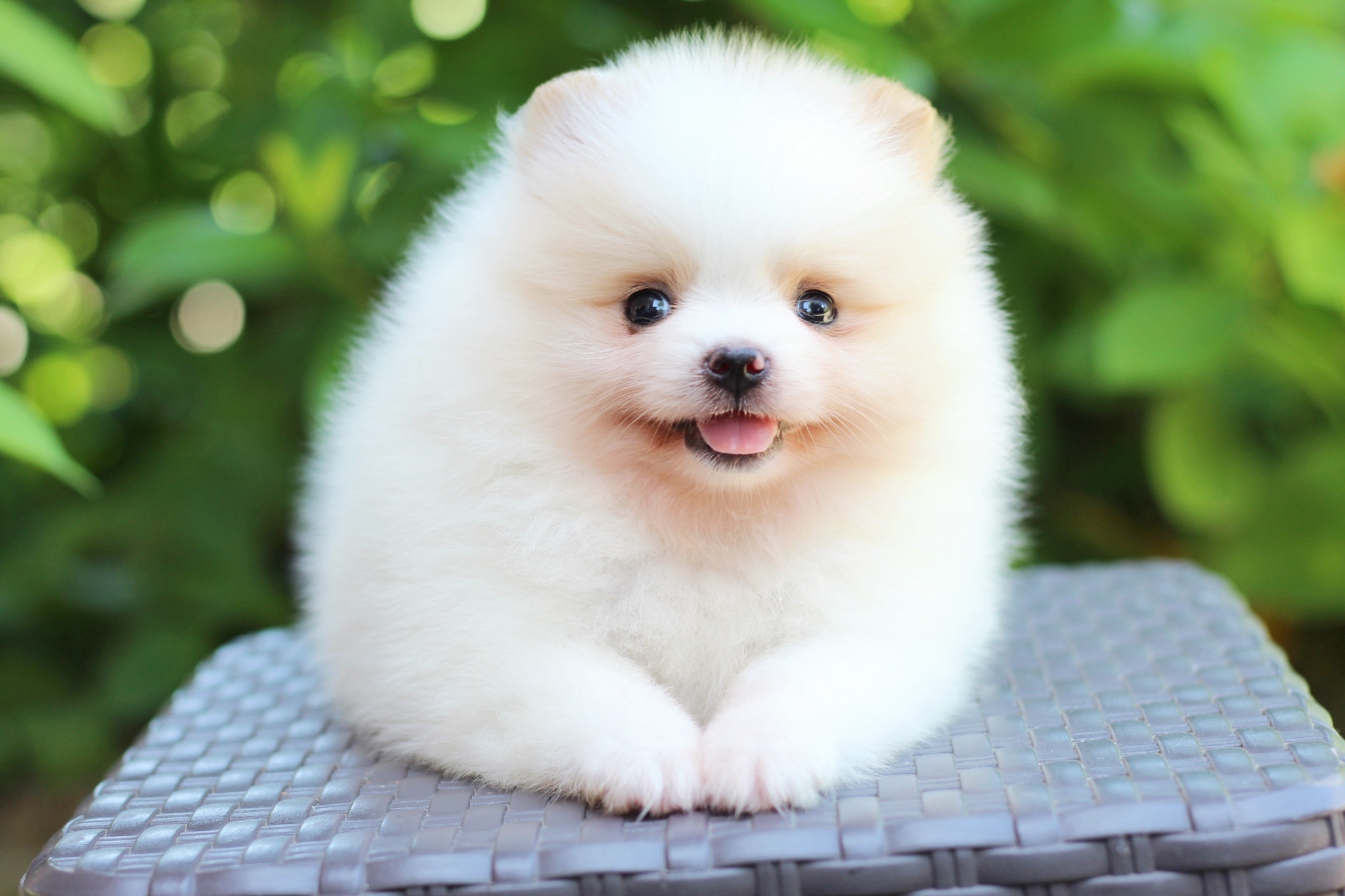 ปอมเมอเรเนียน เพศเมียขาวครีม