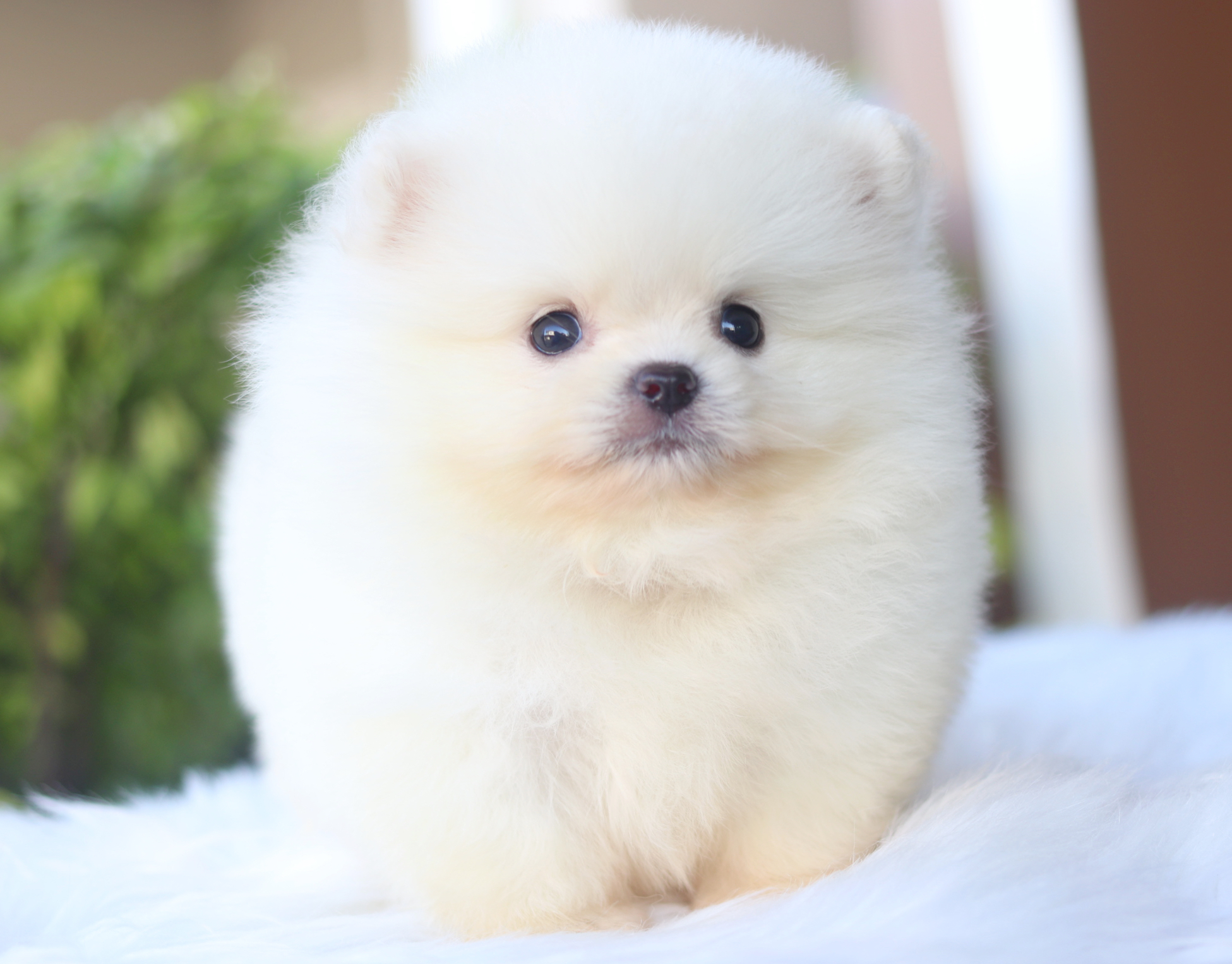 ปอมเมอเรเนียน เพศผู้สีขาวครีมเกรดโชว์